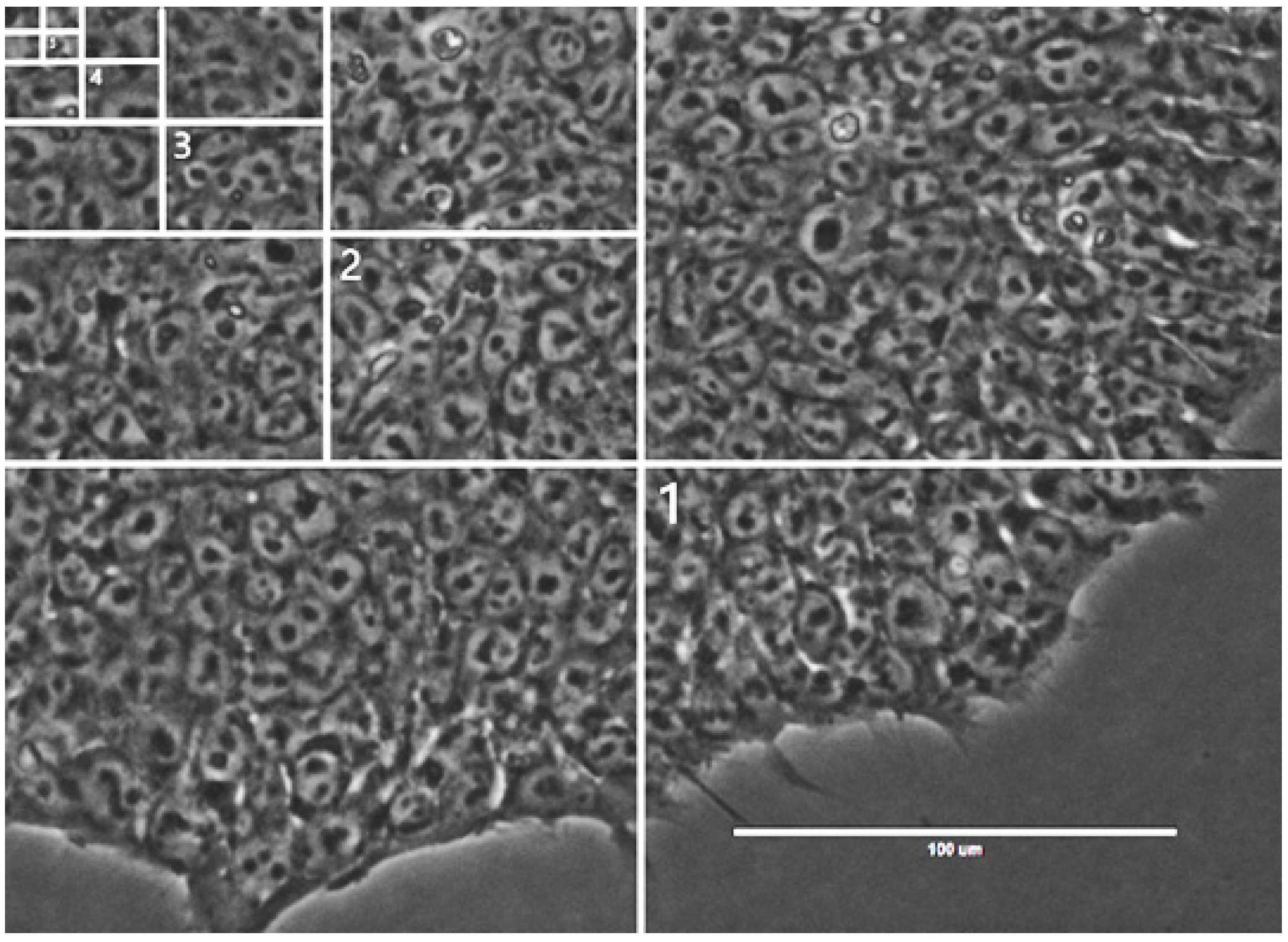 Ijms 24 00140 g002 Ijms 24 00140 g002