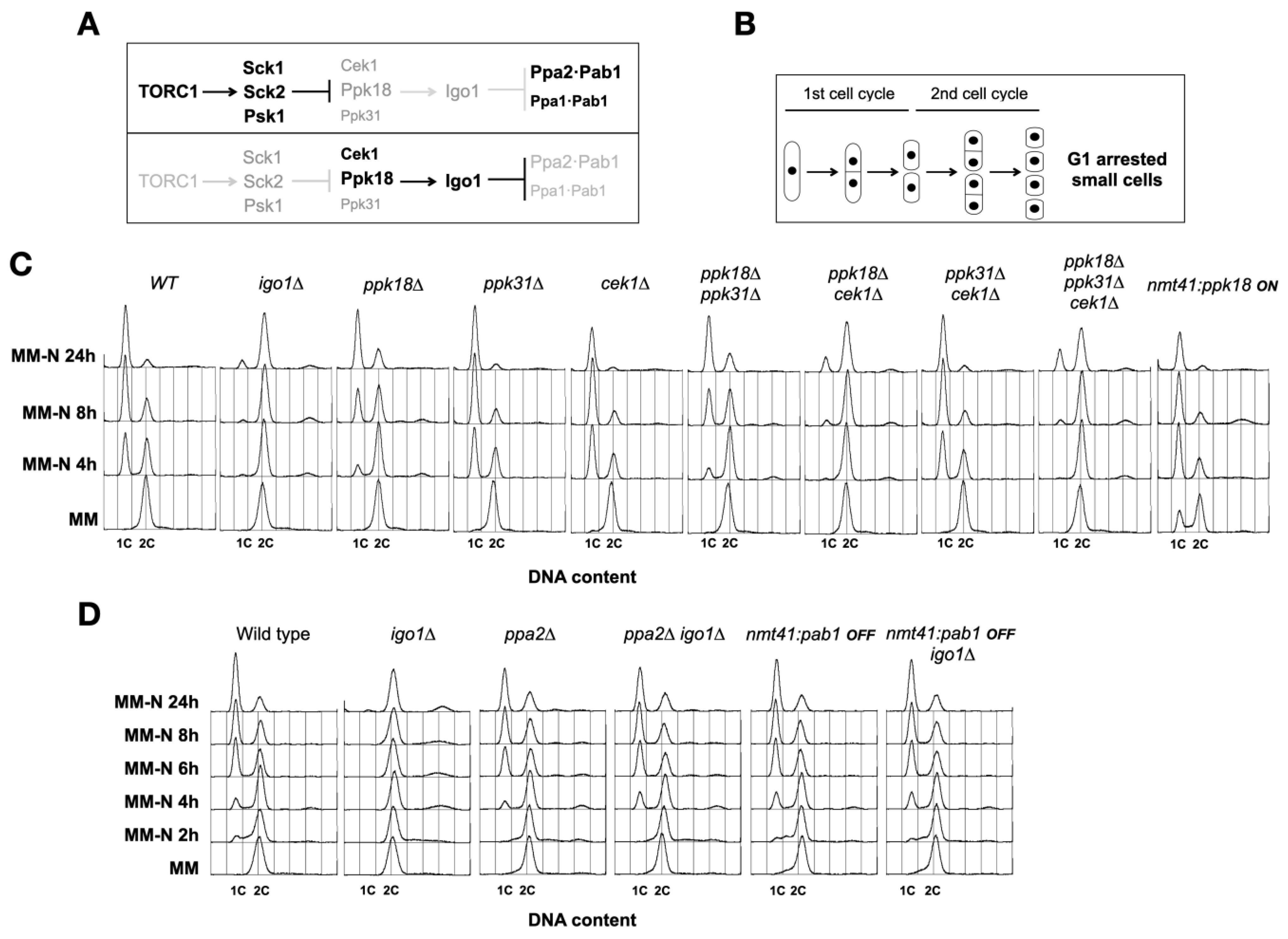 Ijms 24 00148 g001 Ijms 24 00148 g001