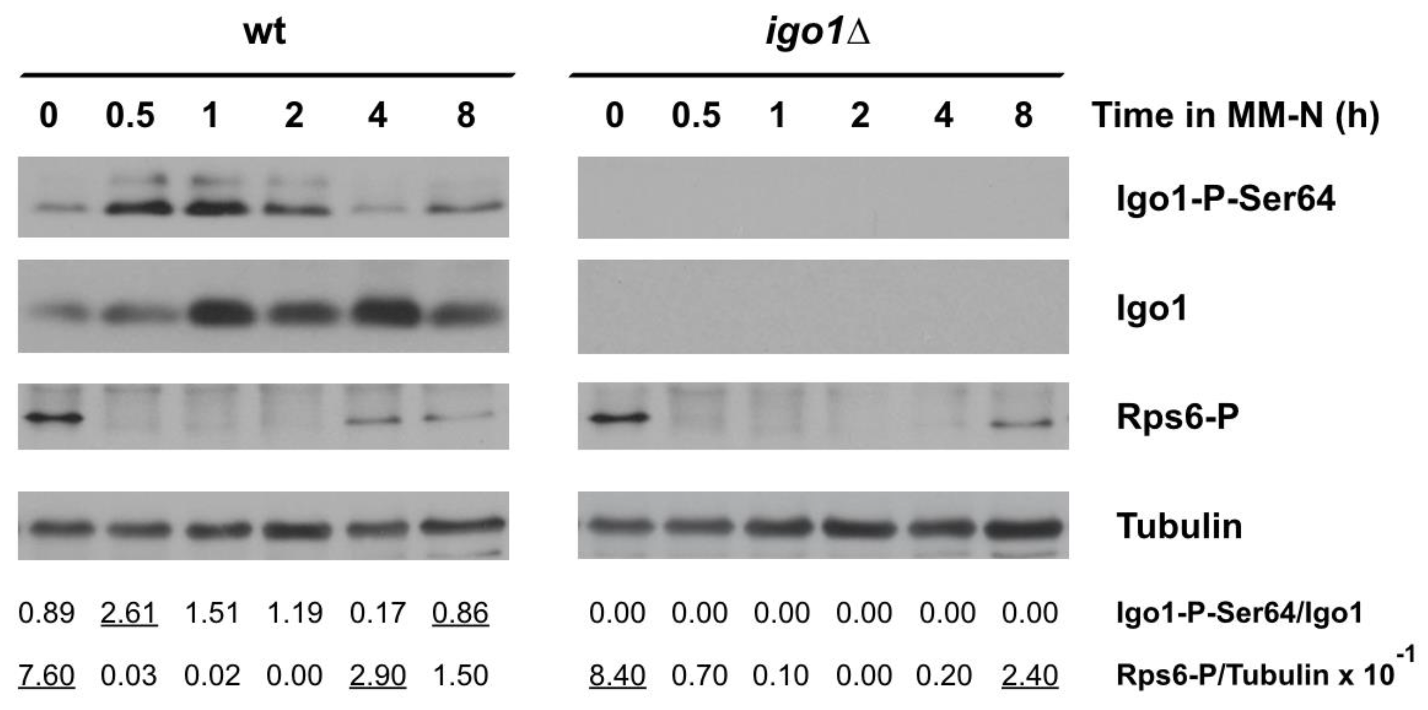 Ijms 24 00148 g002 Ijms 24 00148 g002