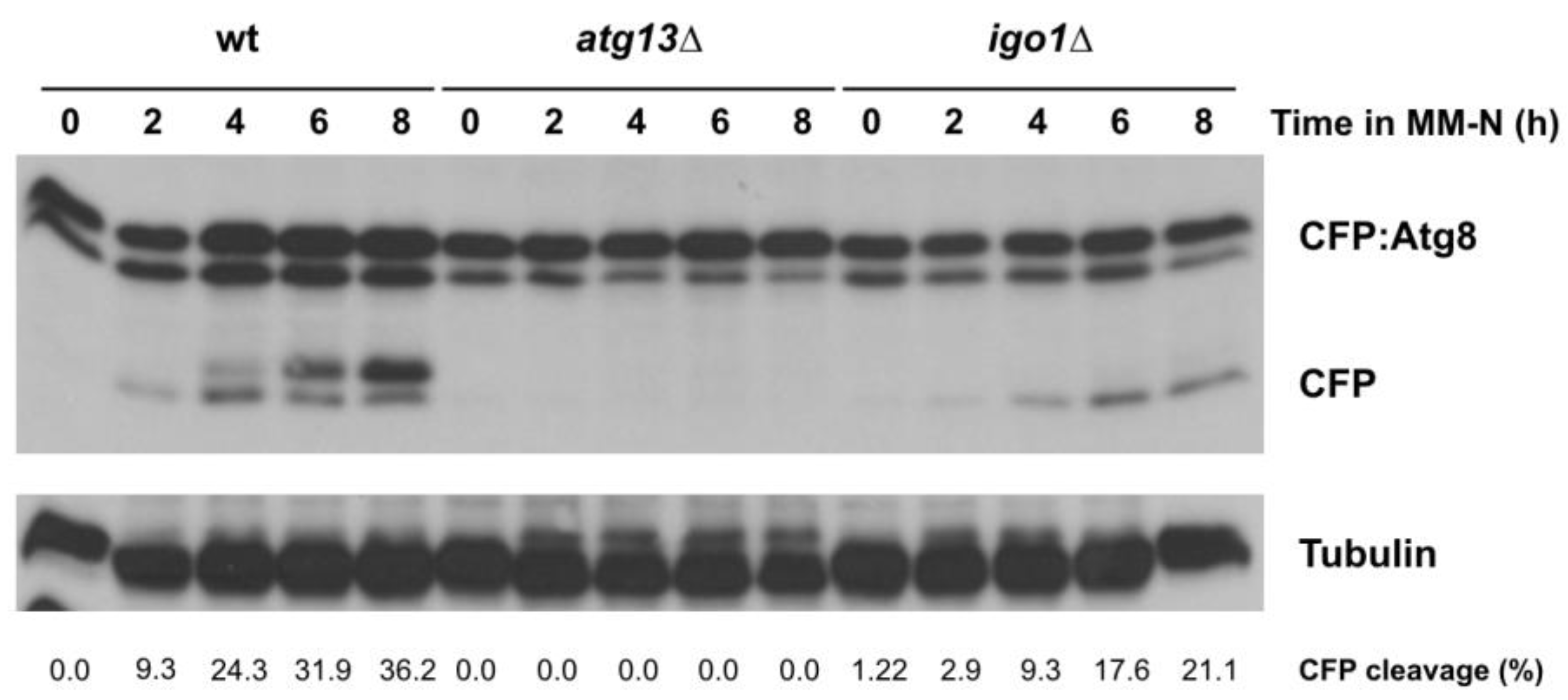 Ijms 24 00148 g003 Ijms 24 00148 g003