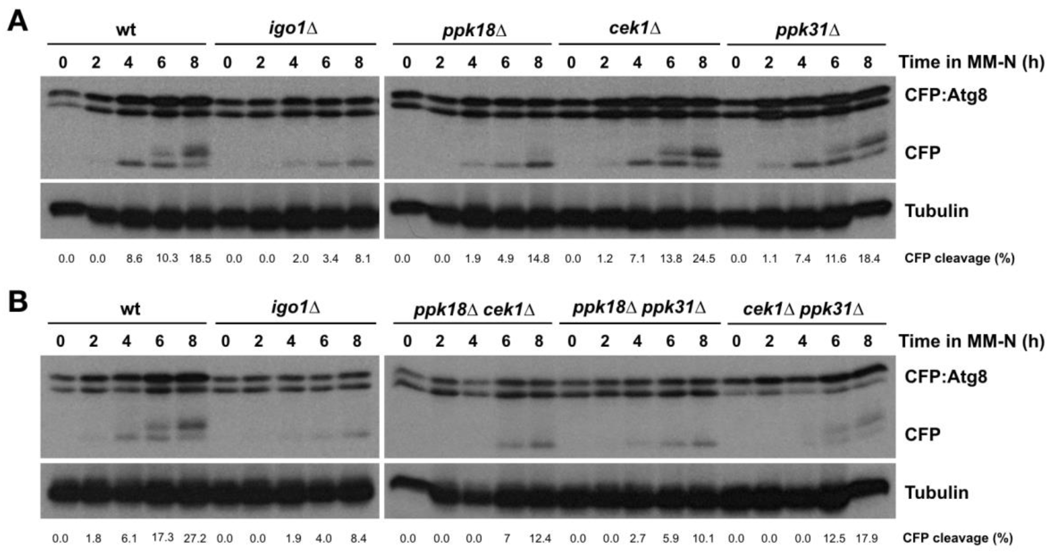 Ijms 24 00148 g004 Ijms 24 00148 g004