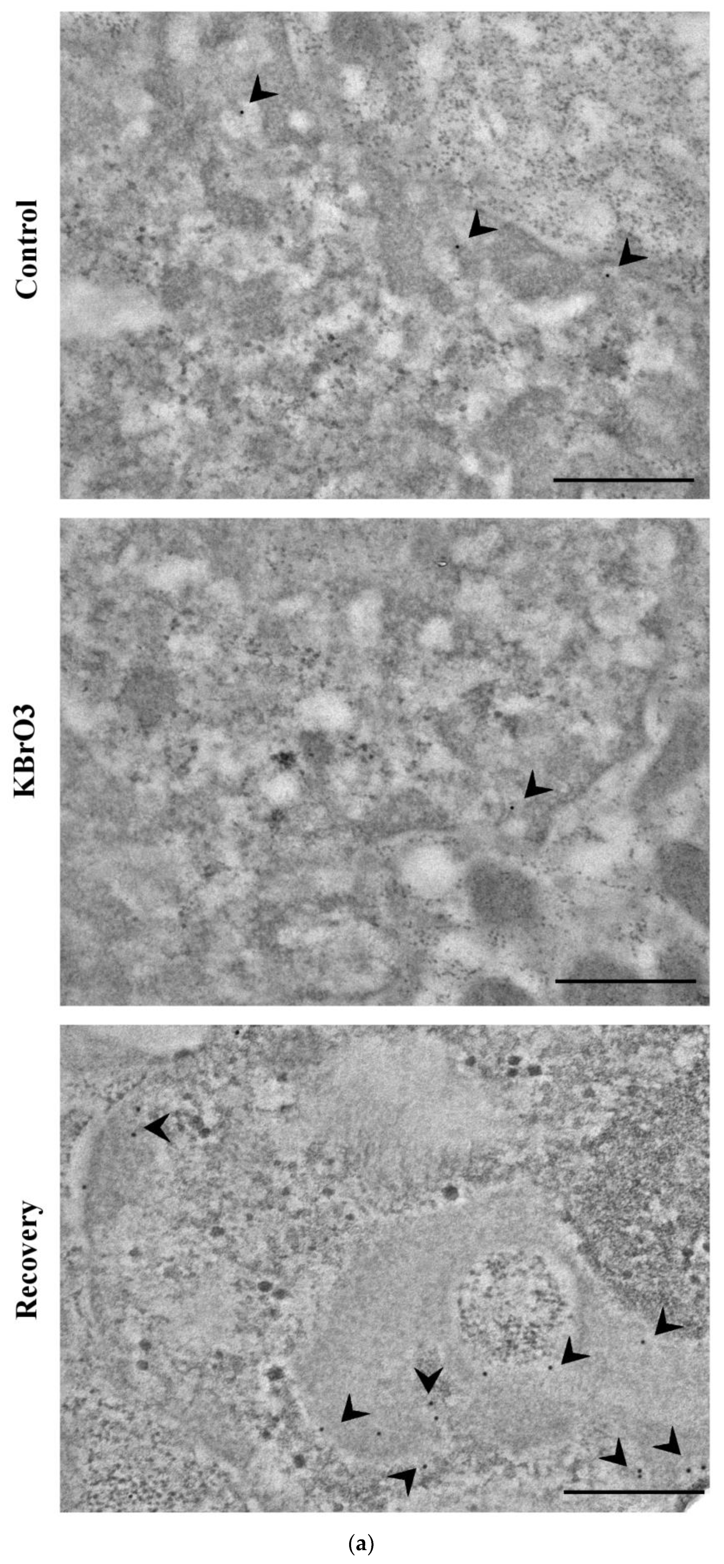 Ijms 24 00153 g001a Ijms 24 00153 g001a