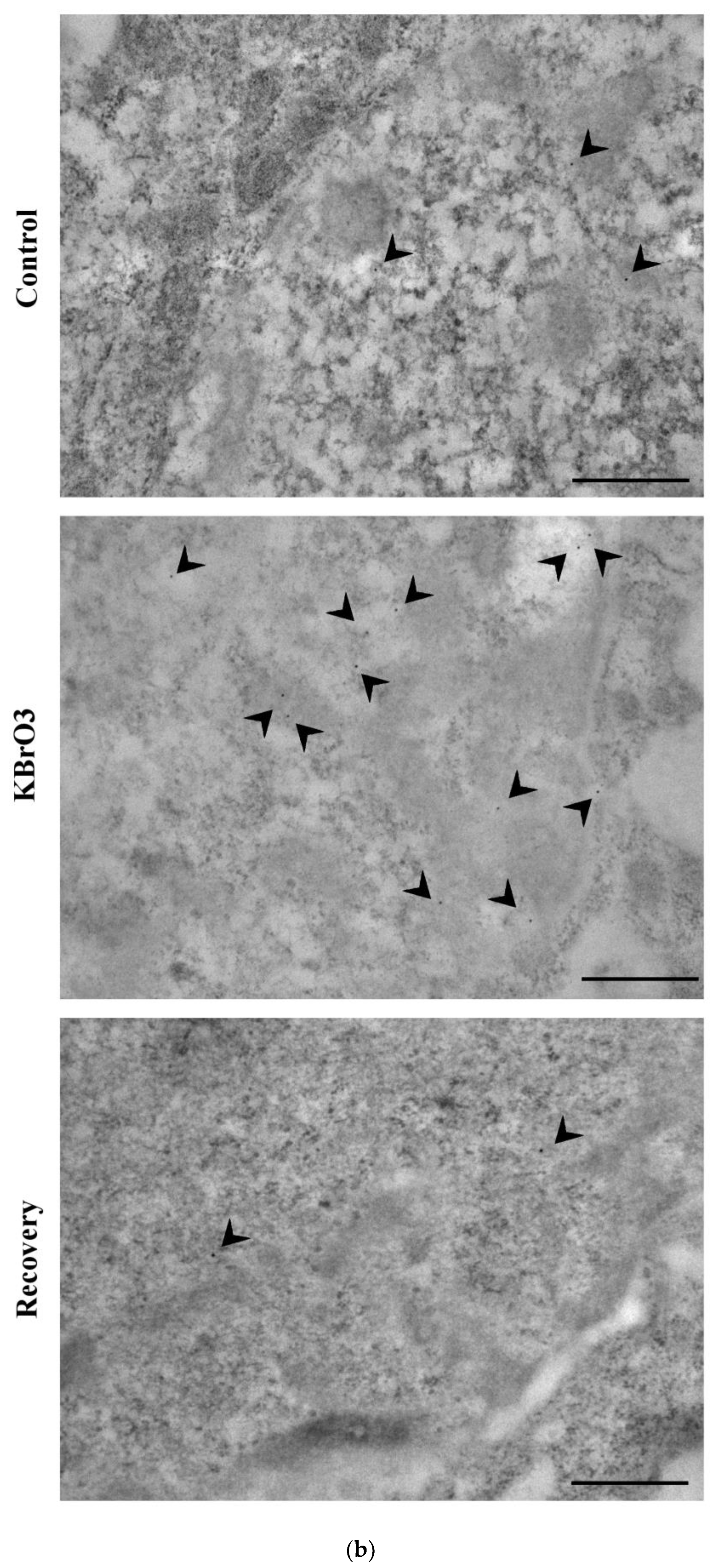 Ijms 24 00153 g001b Ijms 24 00153 g001b