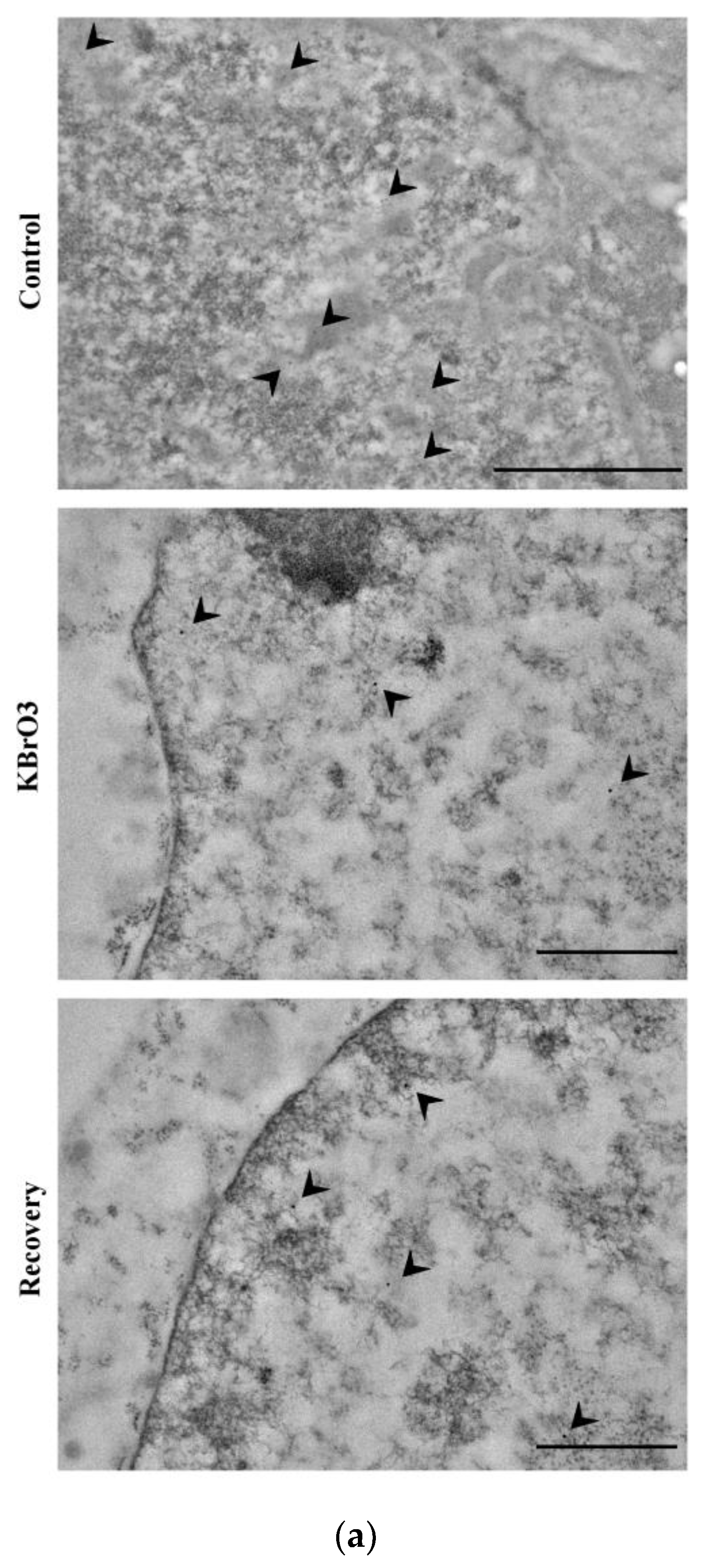 Ijms 24 00153 g002a Ijms 24 00153 g002a