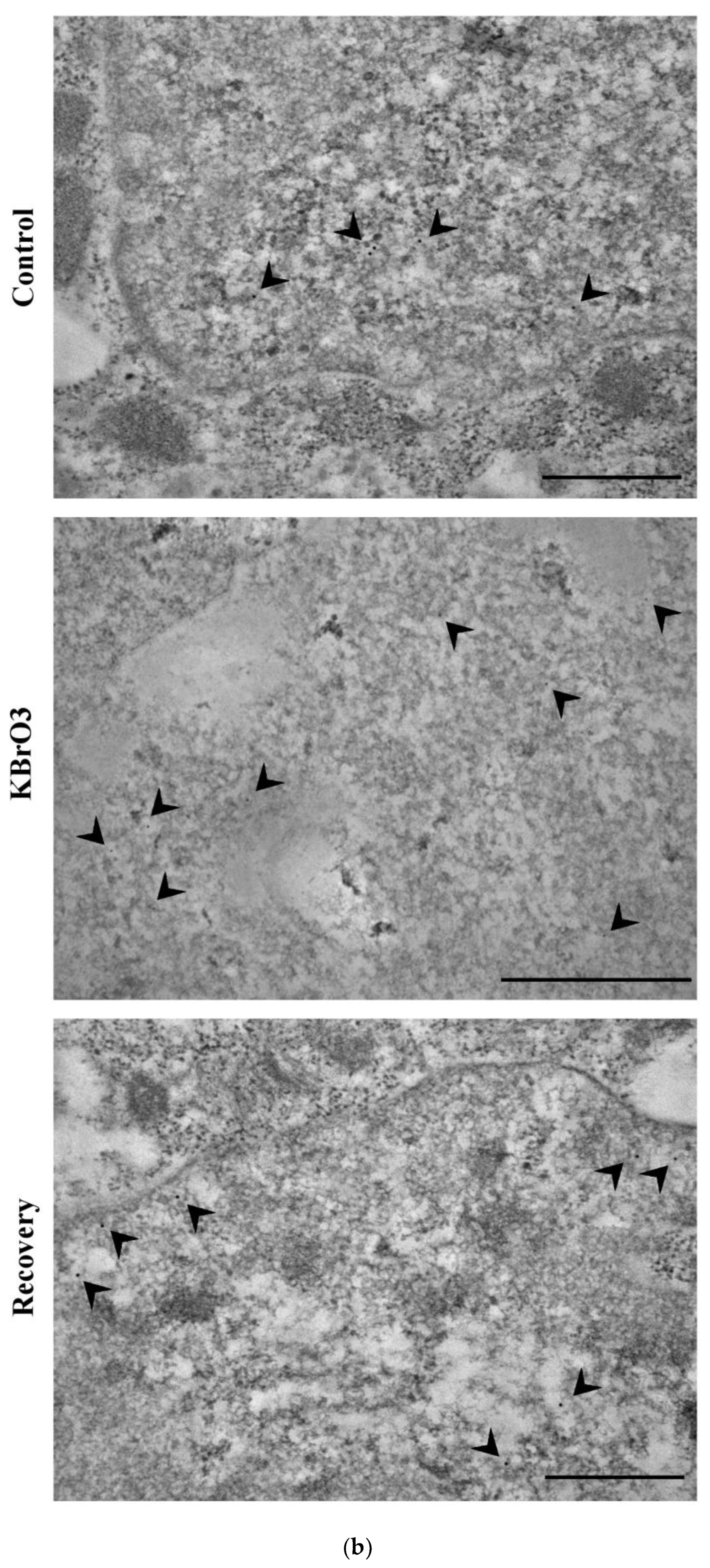 Ijms 24 00153 g003b Ijms 24 00153 g003b