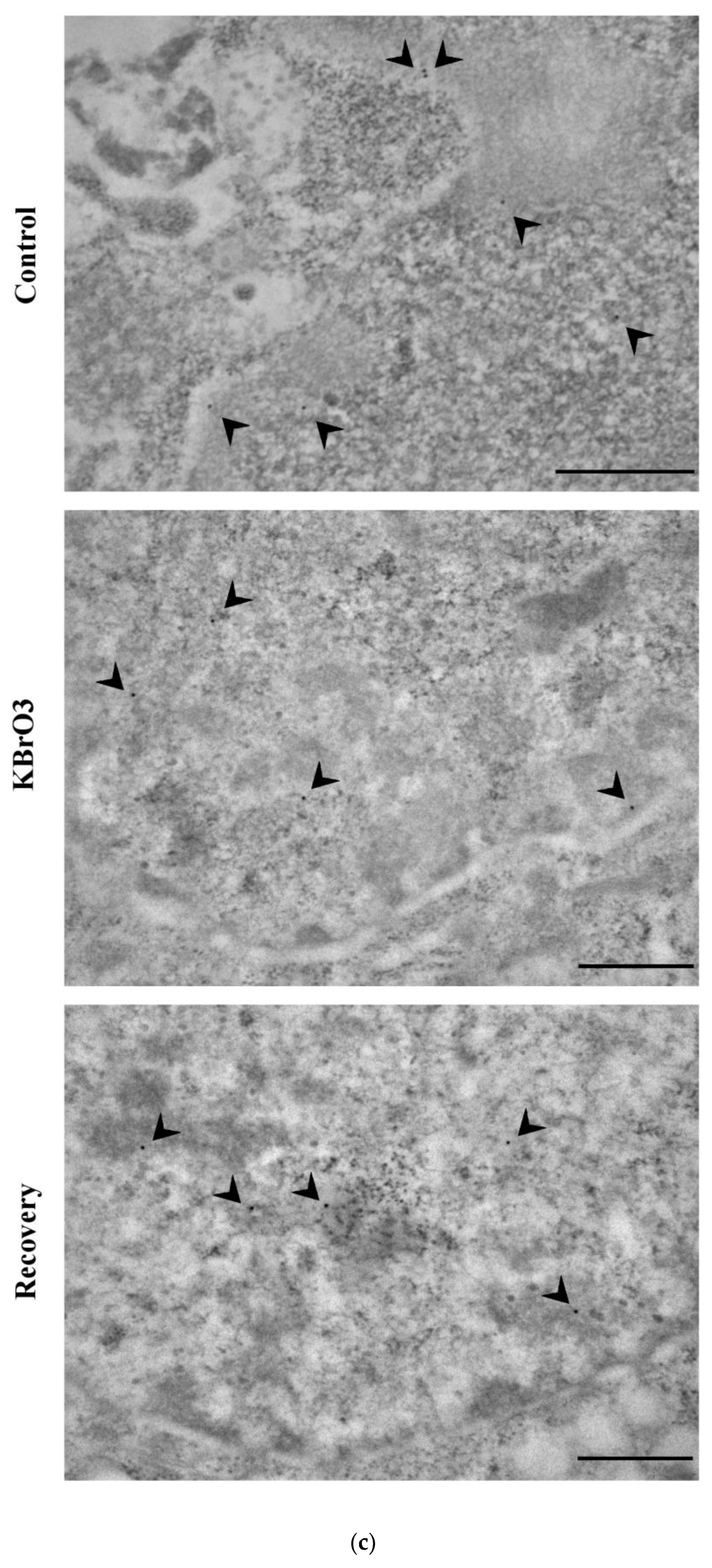 Ijms 24 00153 g003c Ijms 24 00153 g003c