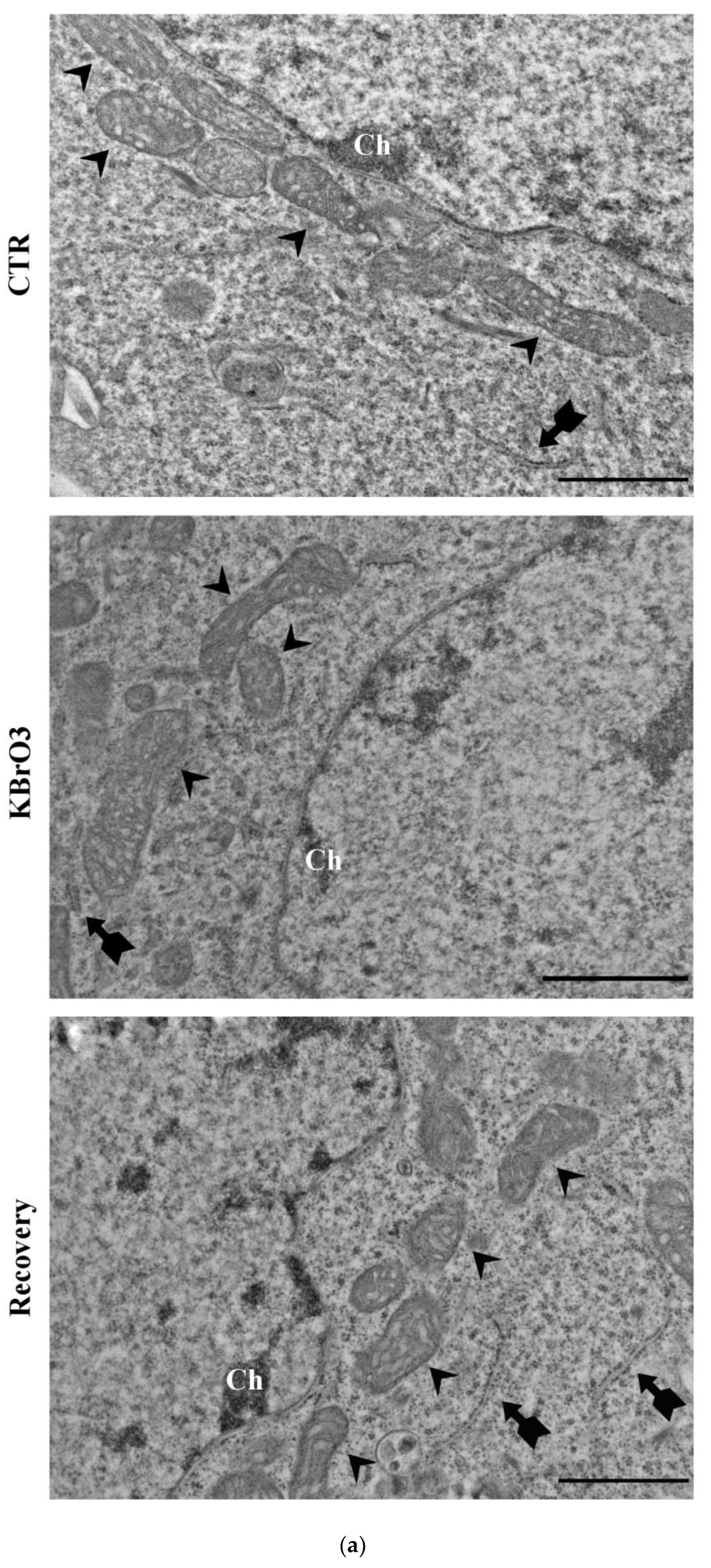 Ijms 24 00153 g005a Ijms 24 00153 g005a