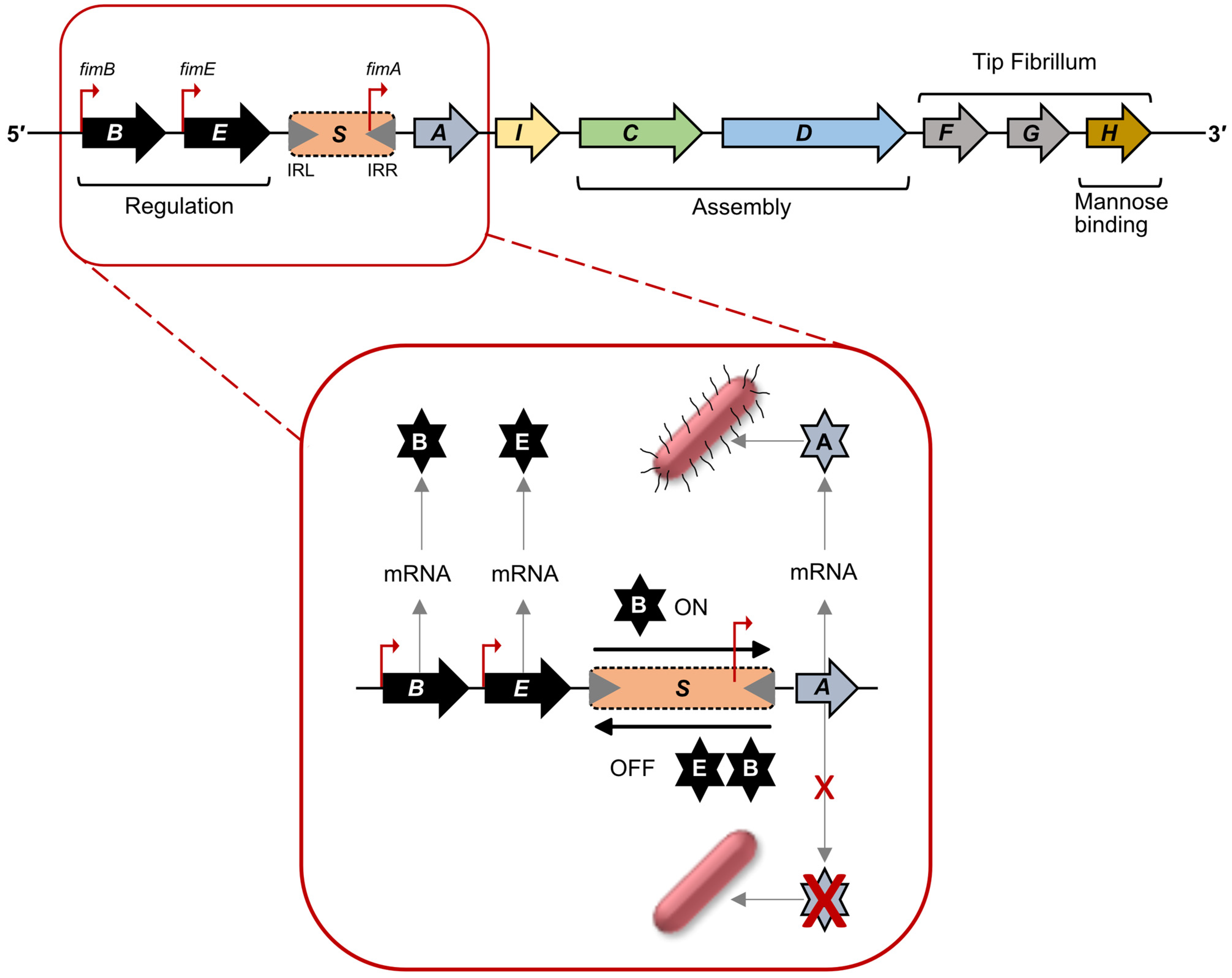 Ijms 24 00161 g002 Ijms 24 00161 g002