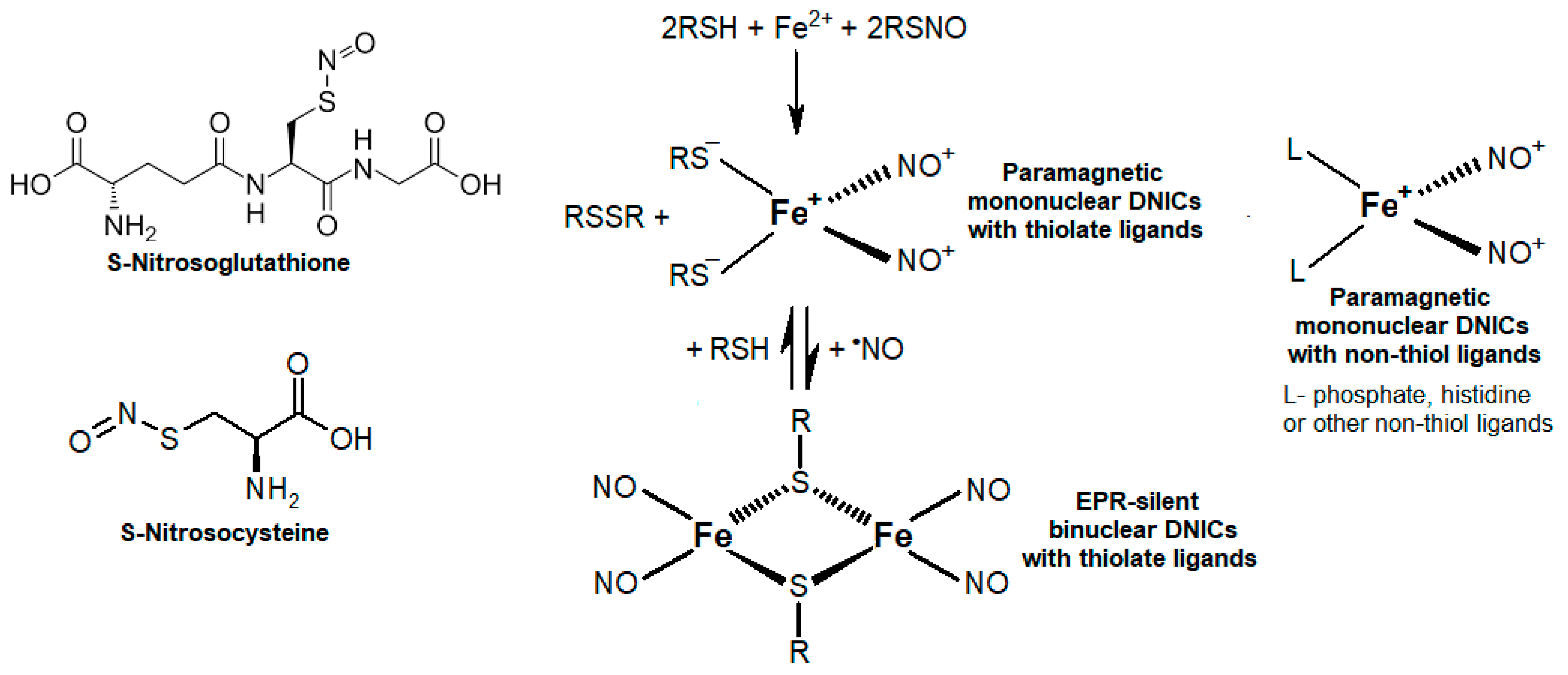 Ijms 24 00168 g001 Ijms 24 00168 g001