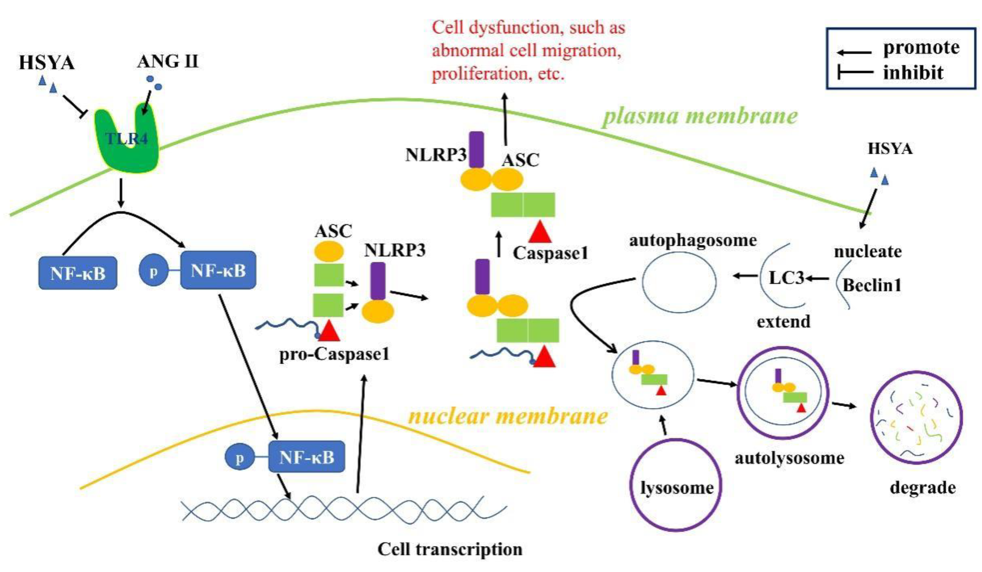 Ijms 24 00172 g005 Ijms 24 00172 g005