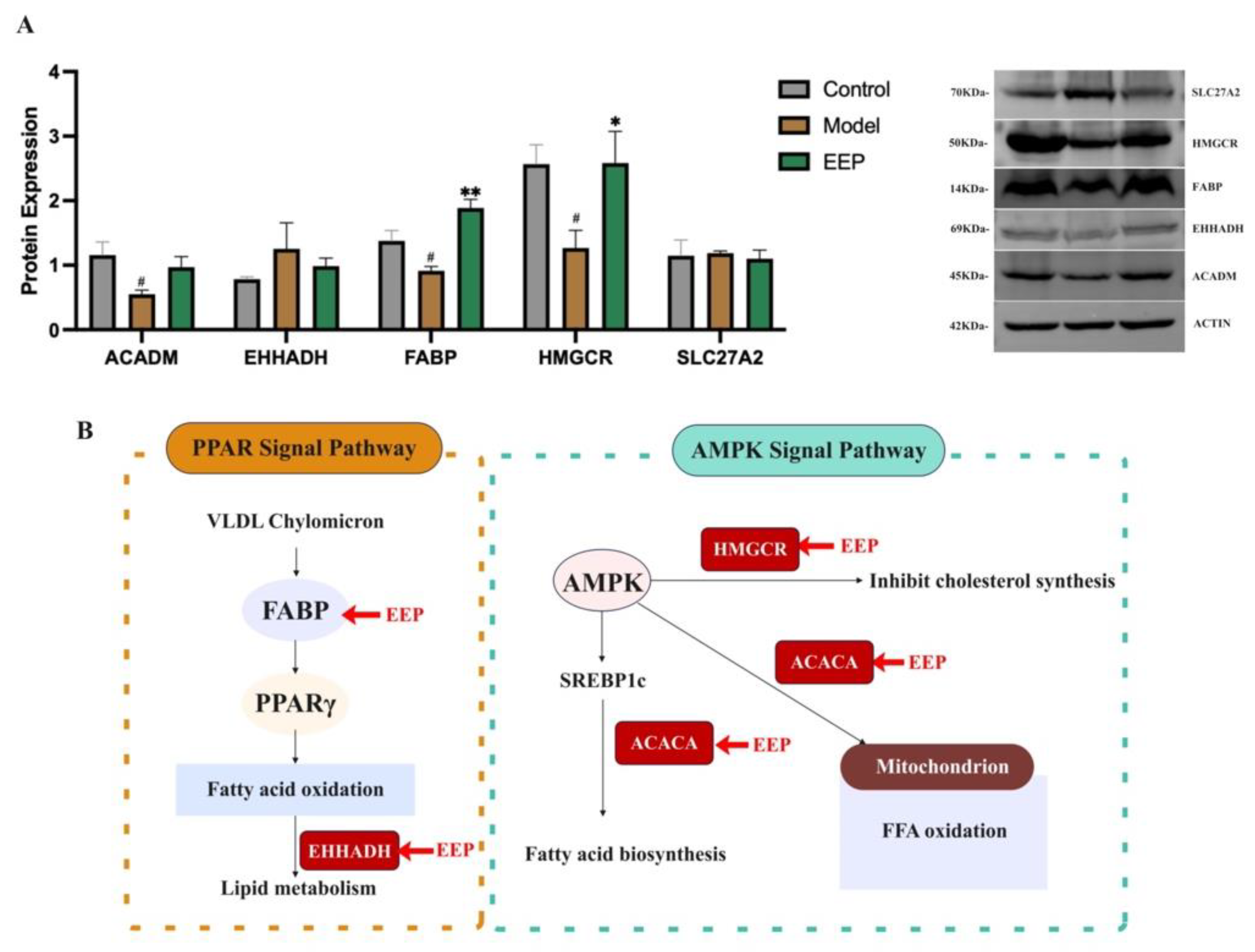 Ijms 24 00187 g011 Ijms 24 00187 g011