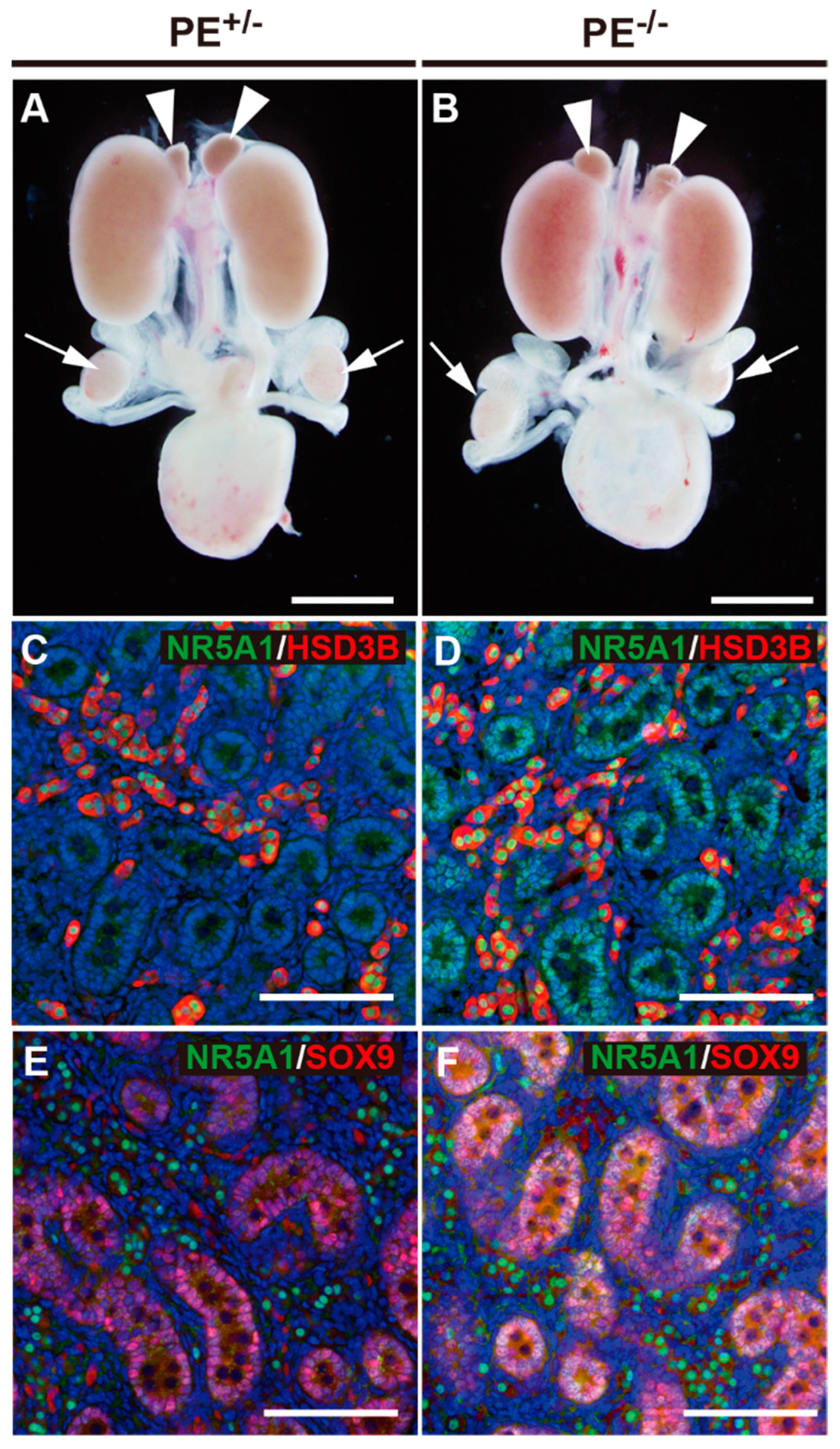 Ijms 24 00192 g002 Ijms 24 00192 g002