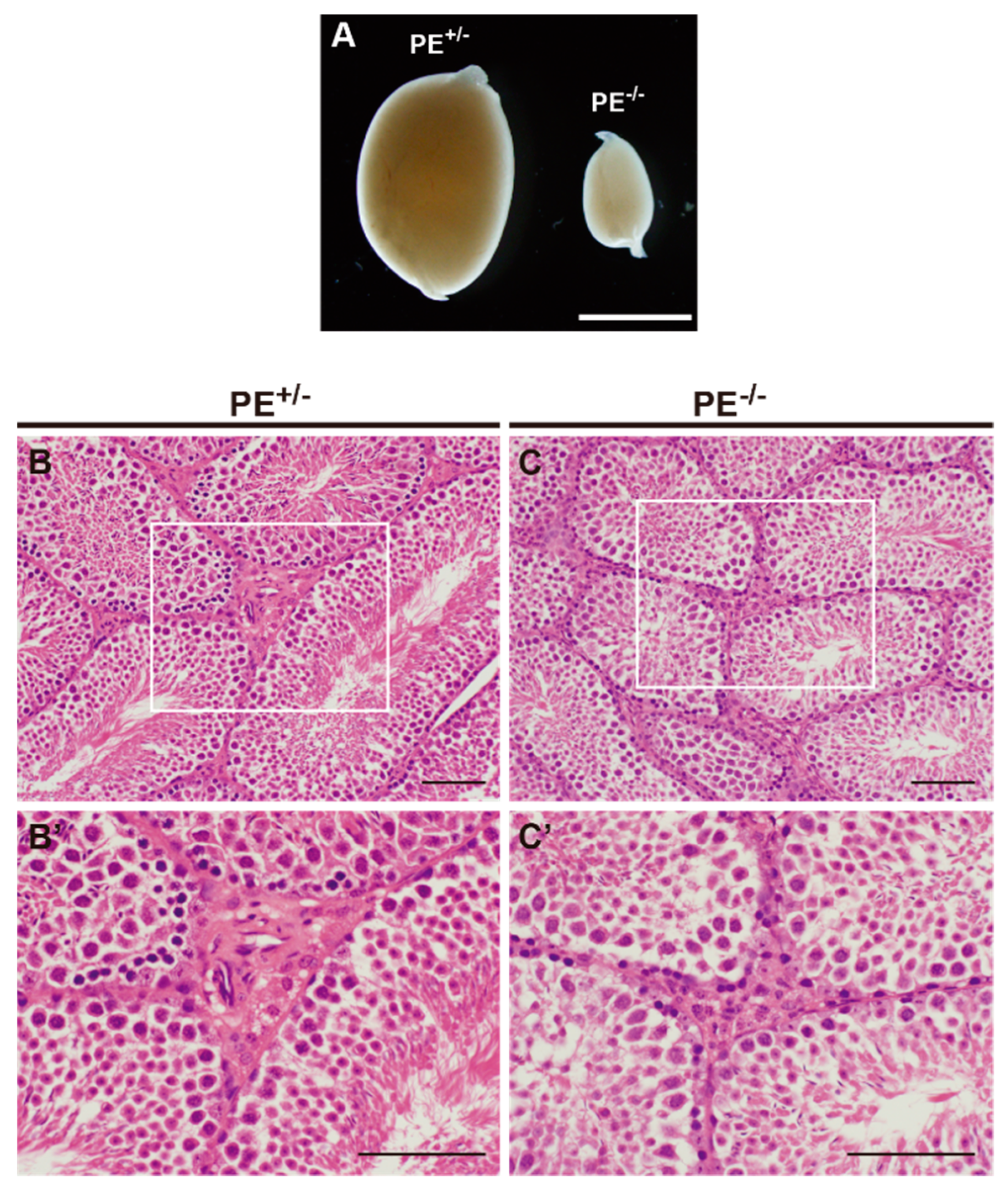 Ijms 24 00192 g003 Ijms 24 00192 g003