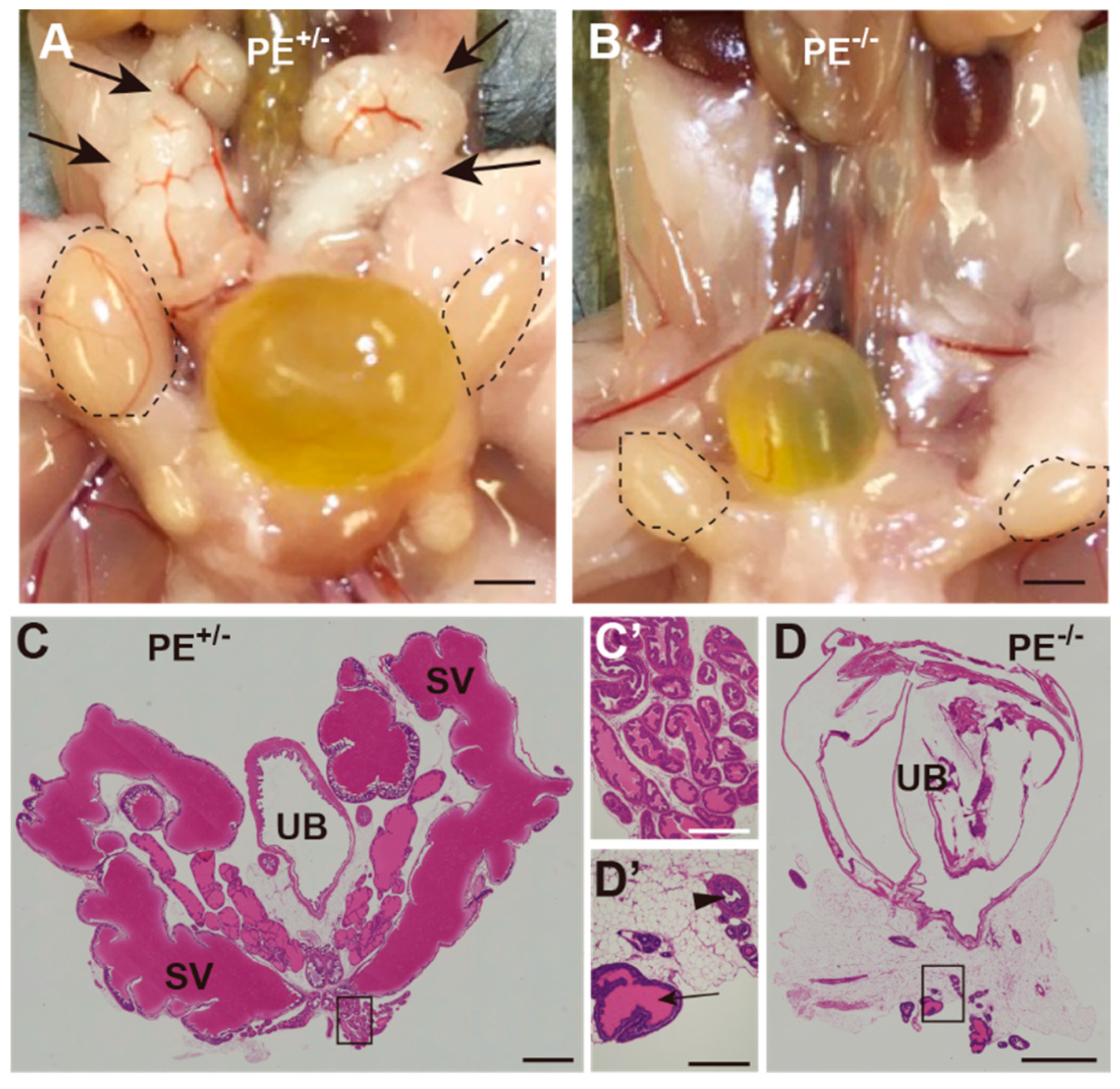 Ijms 24 00192 g004 Ijms 24 00192 g004