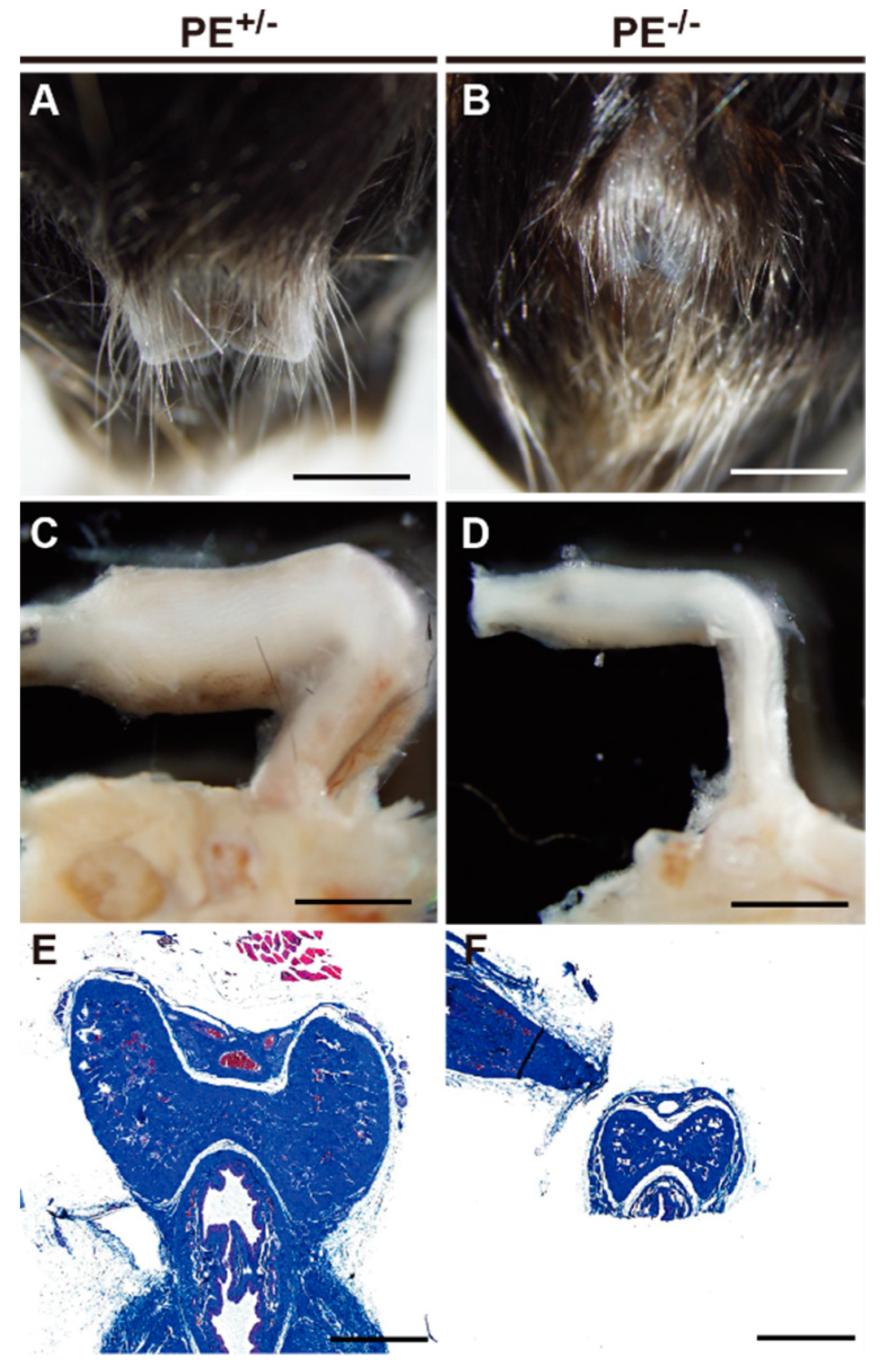 Ijms 24 00192 g005 Ijms 24 00192 g005