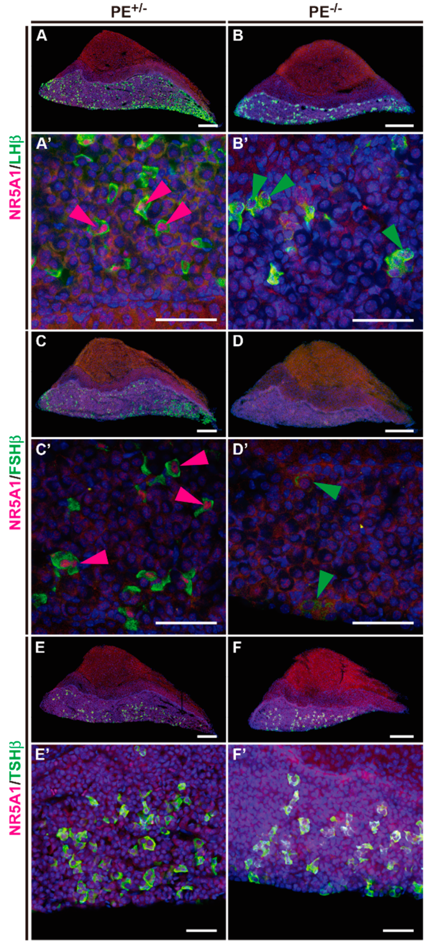 Ijms 24 00192 g007 Ijms 24 00192 g007