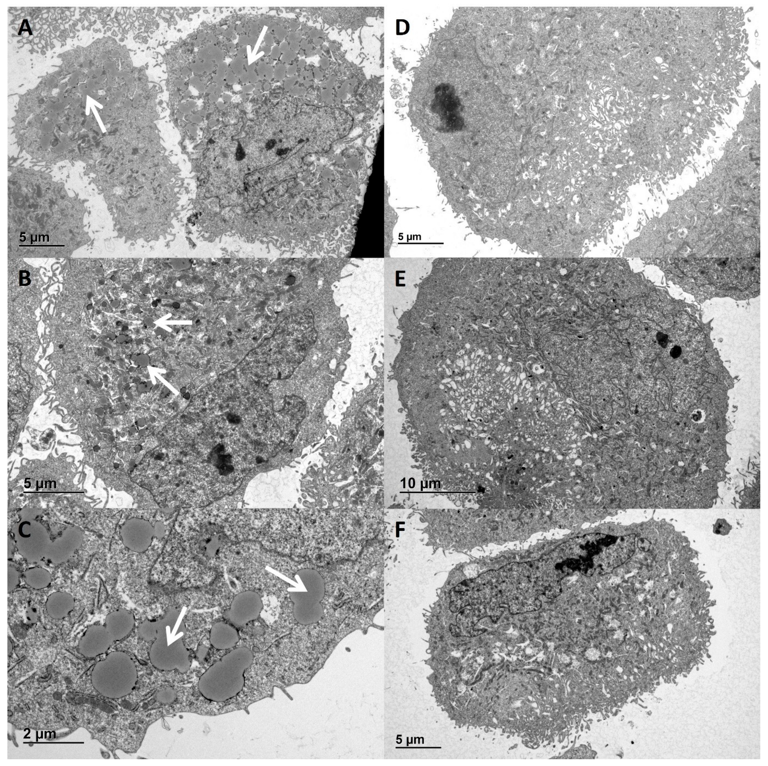 Ijms 24 00194 g005 Ijms 24 00194 g005