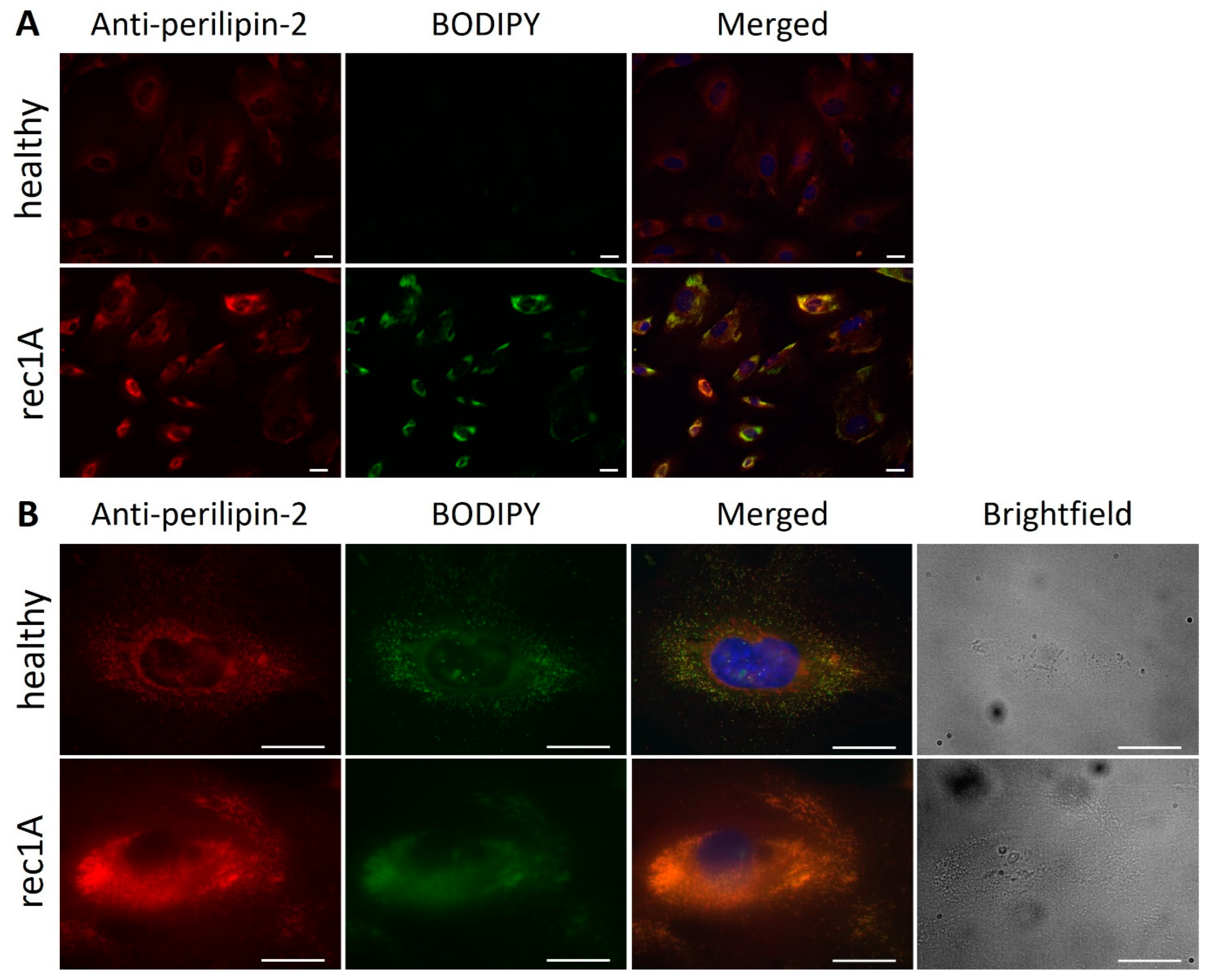 Ijms 24 00194 g007 Ijms 24 00194 g007
