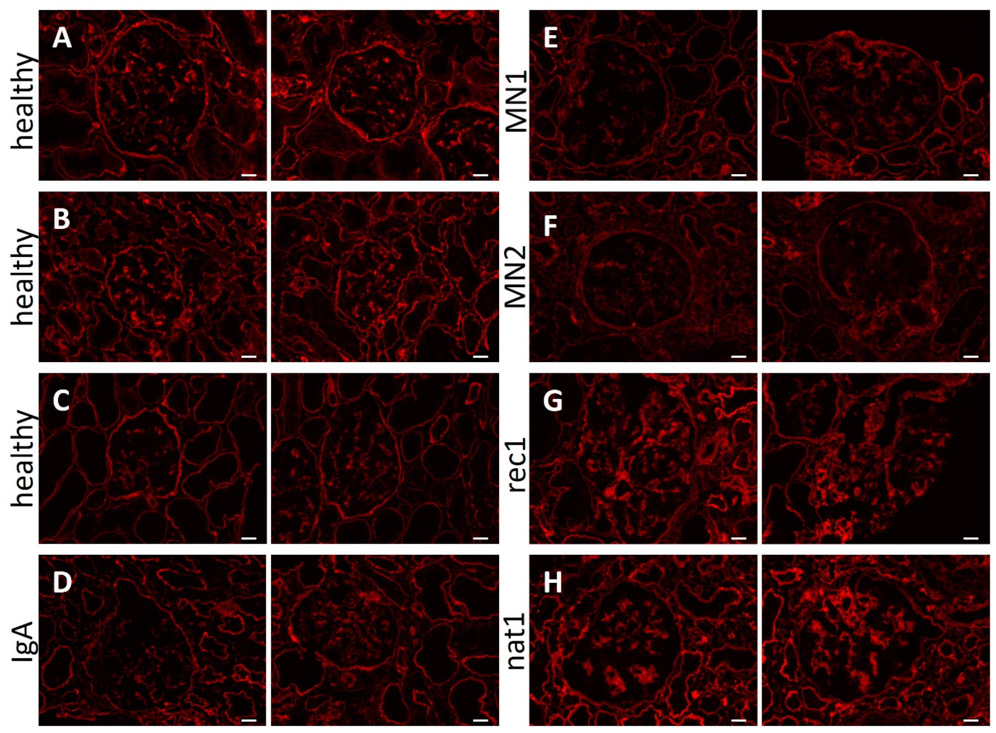 Ijms 24 00194 g008 Ijms 24 00194 g008