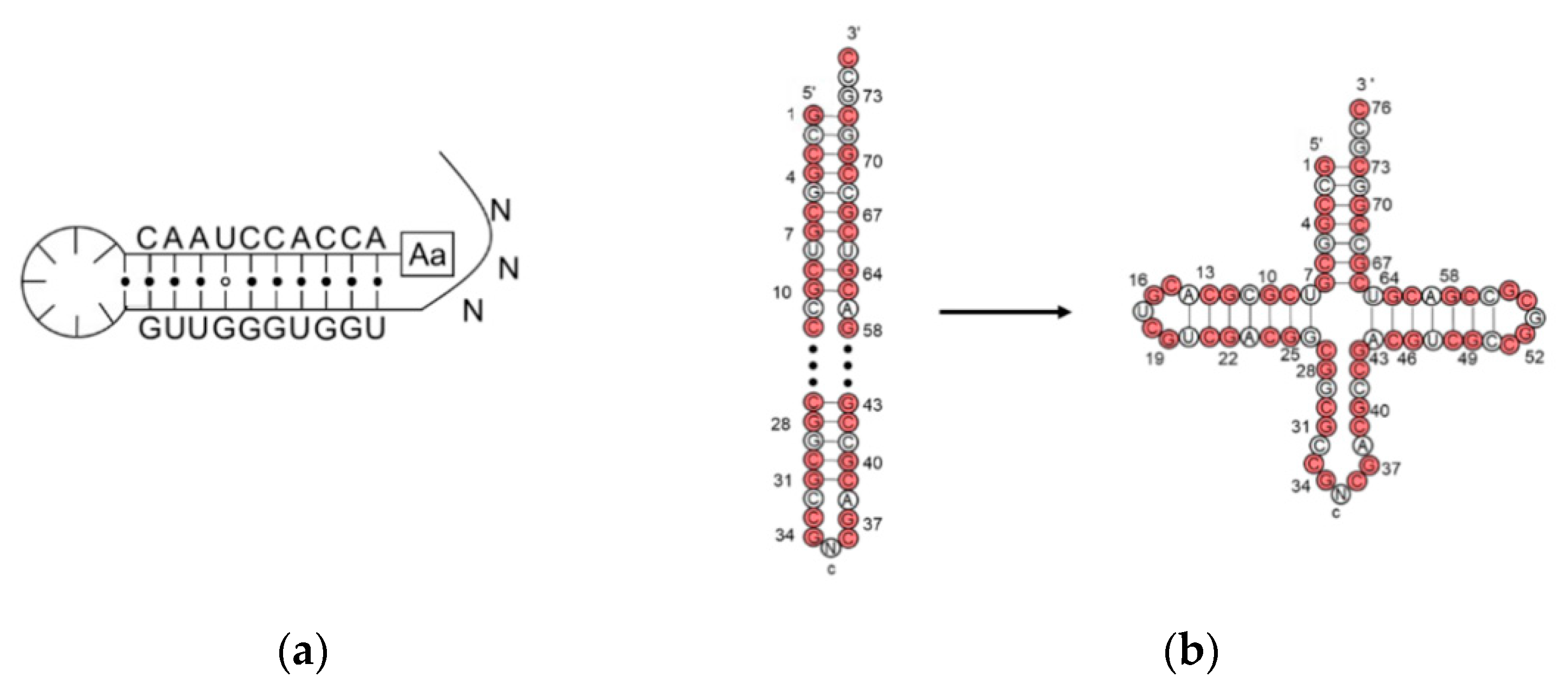 Ijms 24 00197 g002a Ijms 24 00197 g002a