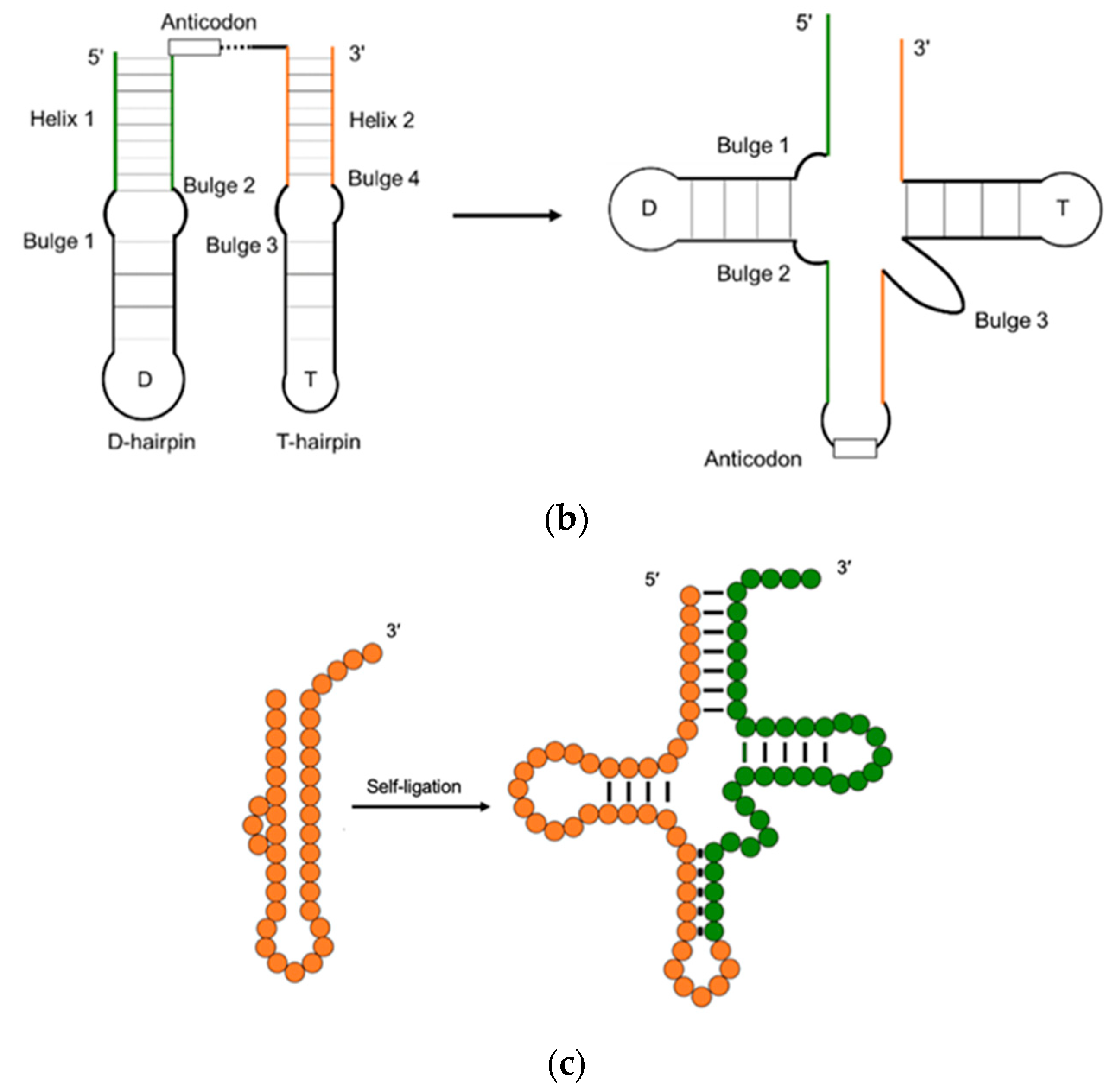 Ijms 24 00197 g003b Ijms 24 00197 g003b