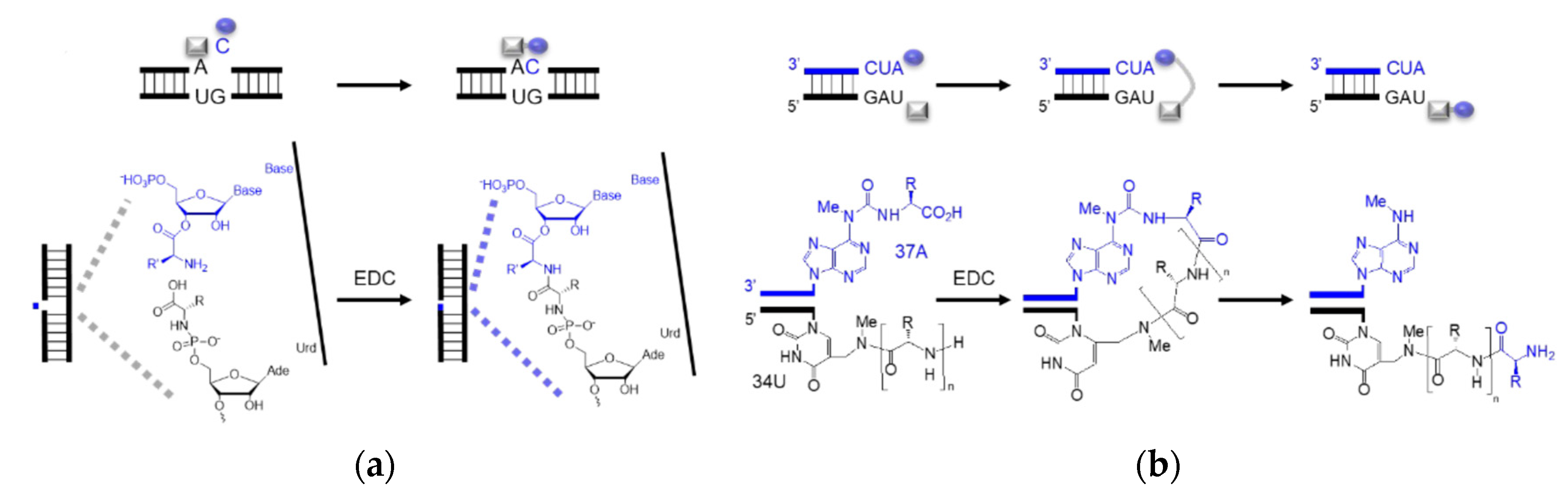 Ijms 24 00197 g005 Ijms 24 00197 g005