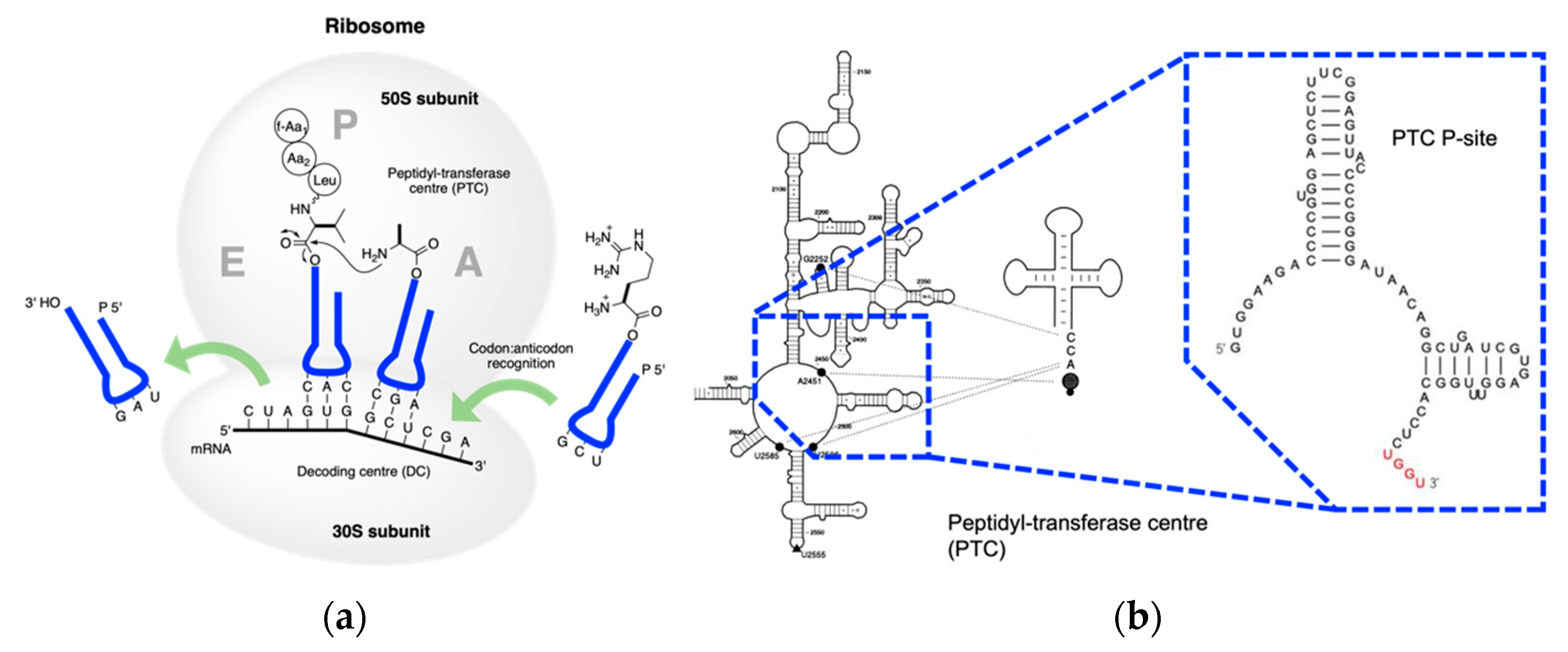 Ijms 24 00197 g006 Ijms 24 00197 g006