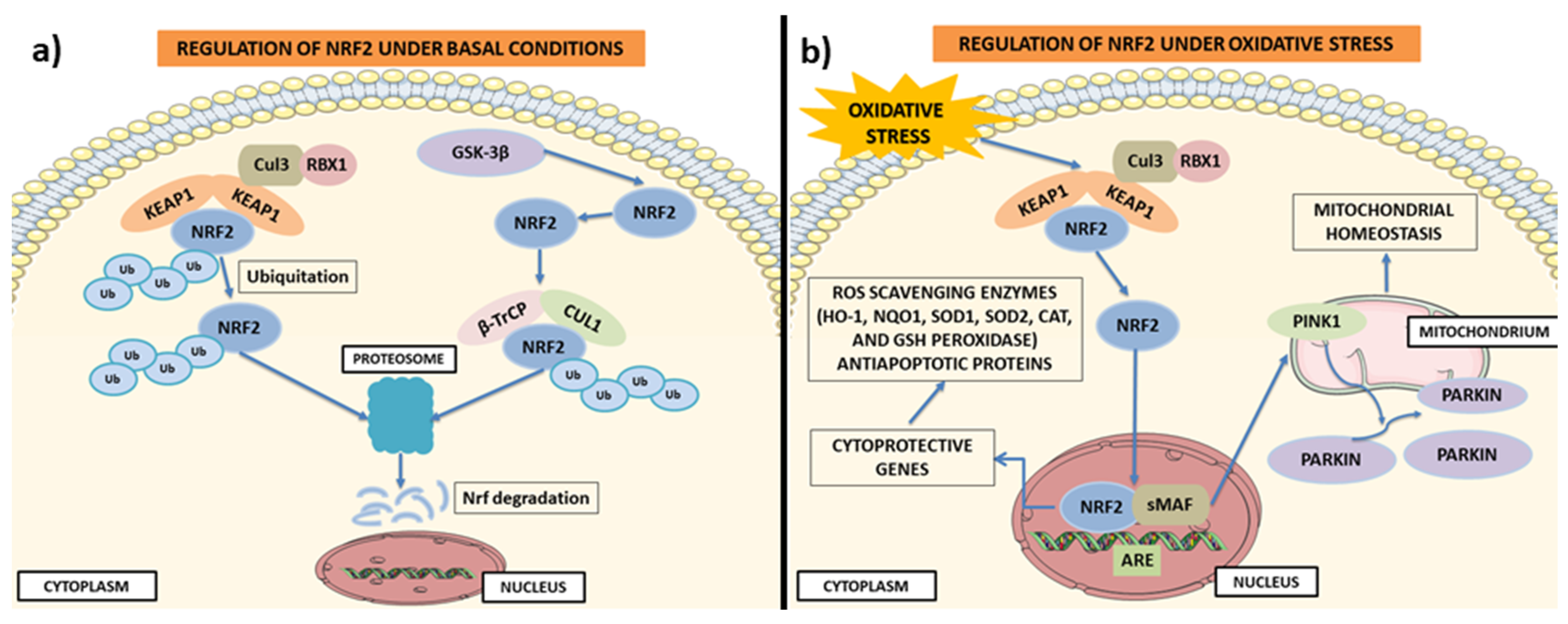 Ijms 24 00199 g003 Ijms 24 00199 g003