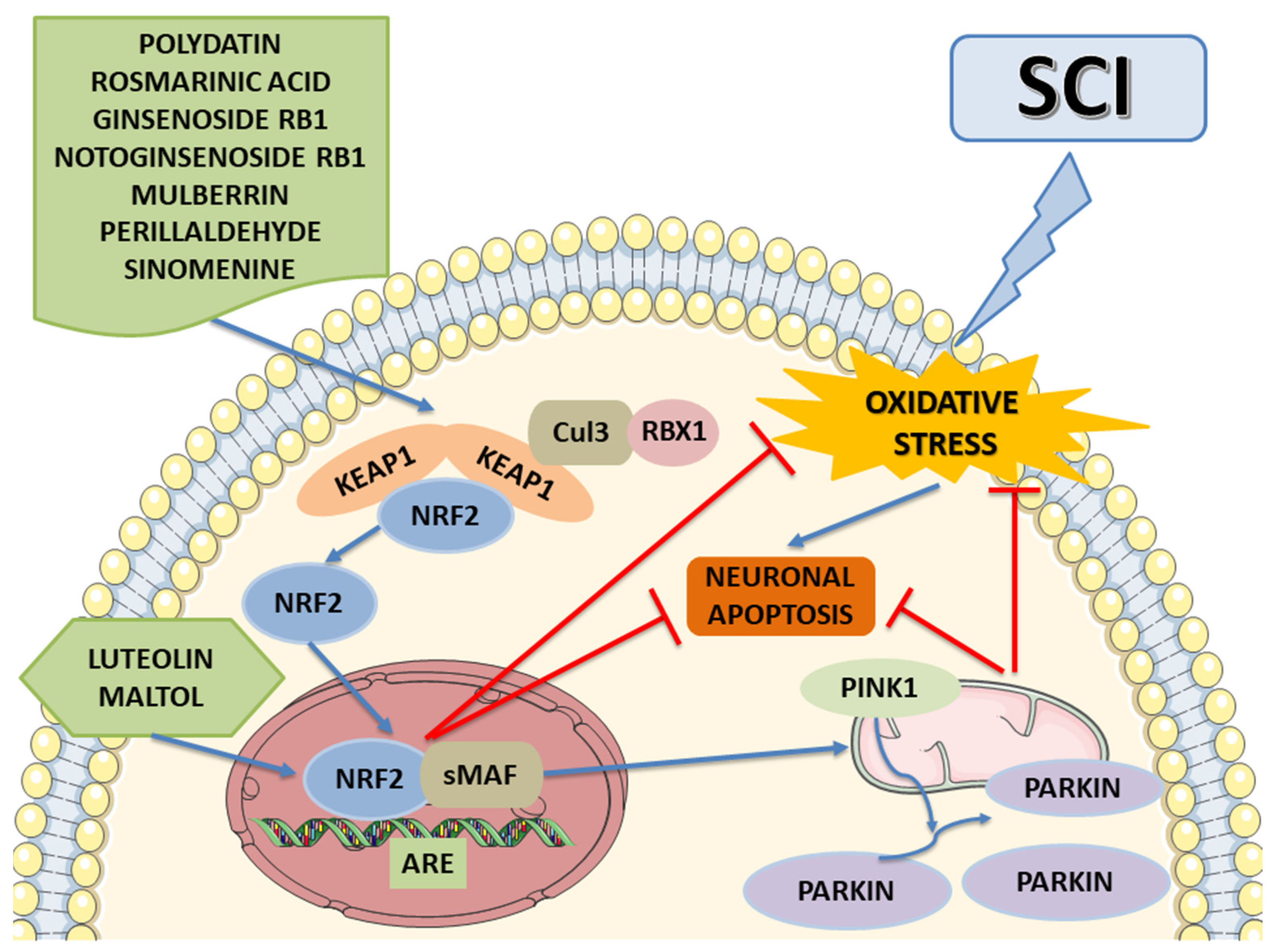 Ijms 24 00199 g004 Ijms 24 00199 g004