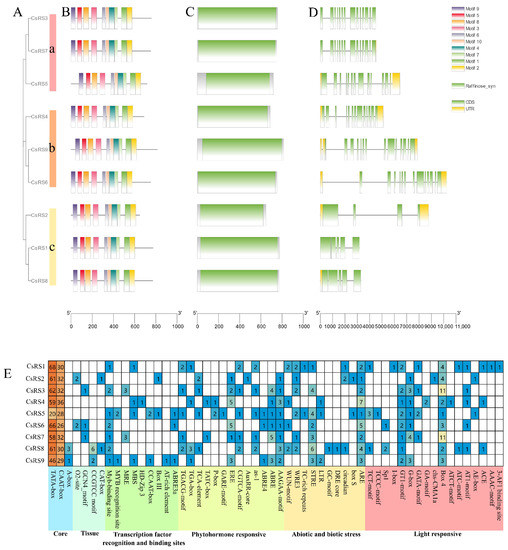 Identification, Characterization and Expression Profiling of the