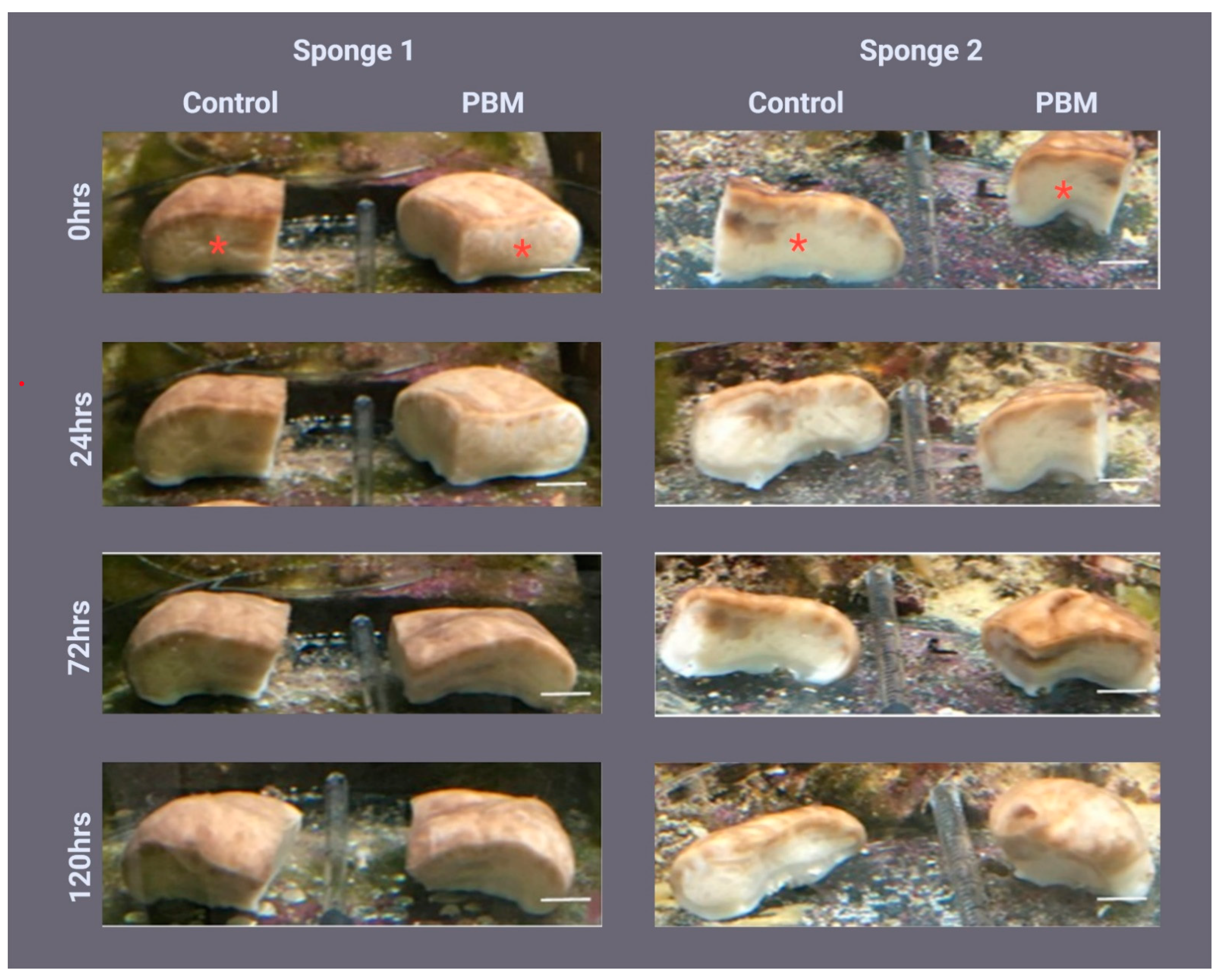 Ijms 24 00226 g001 Ijms 24 00226 g001