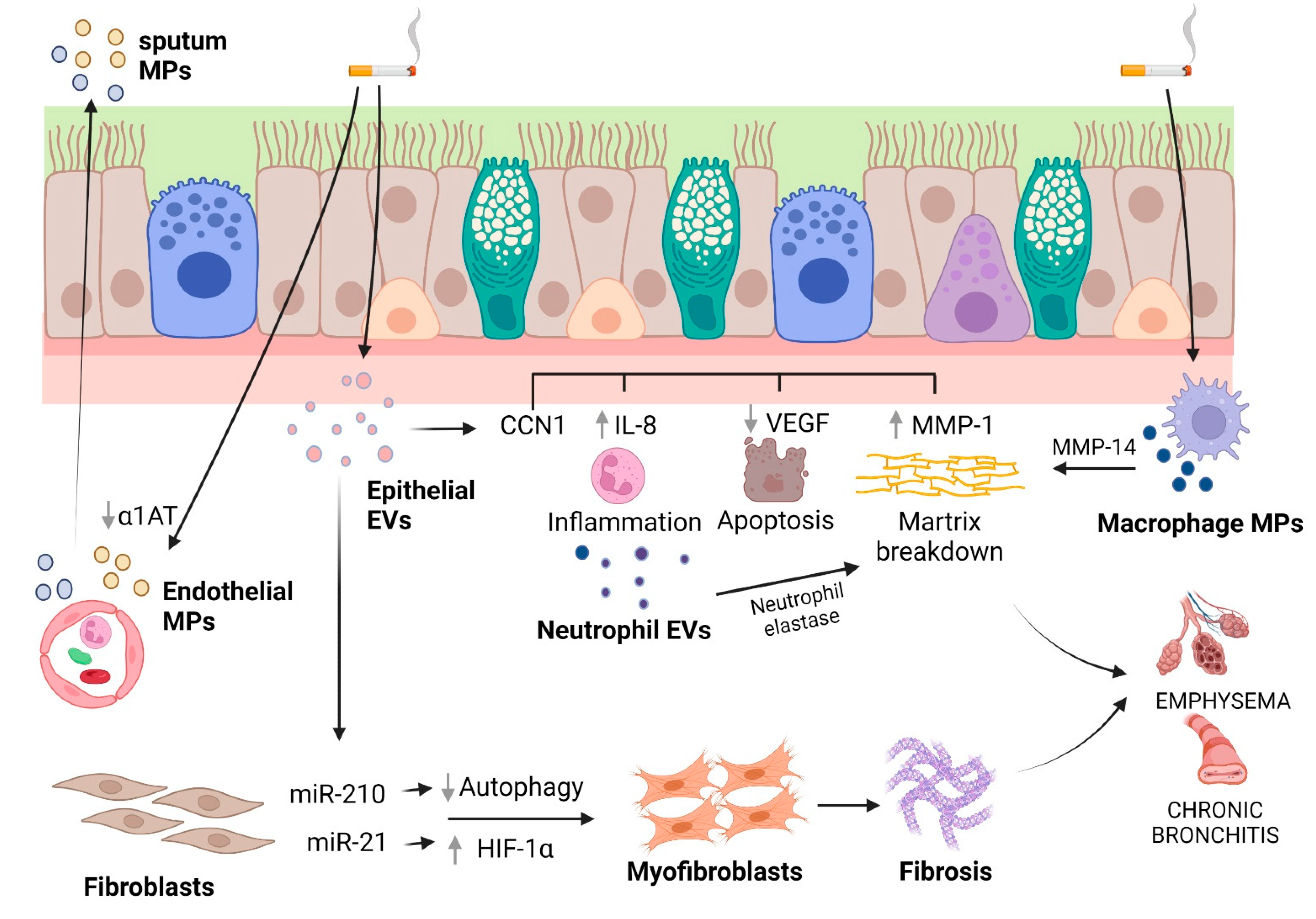 Ijms 24 00228 g003 Ijms 24 00228 g003