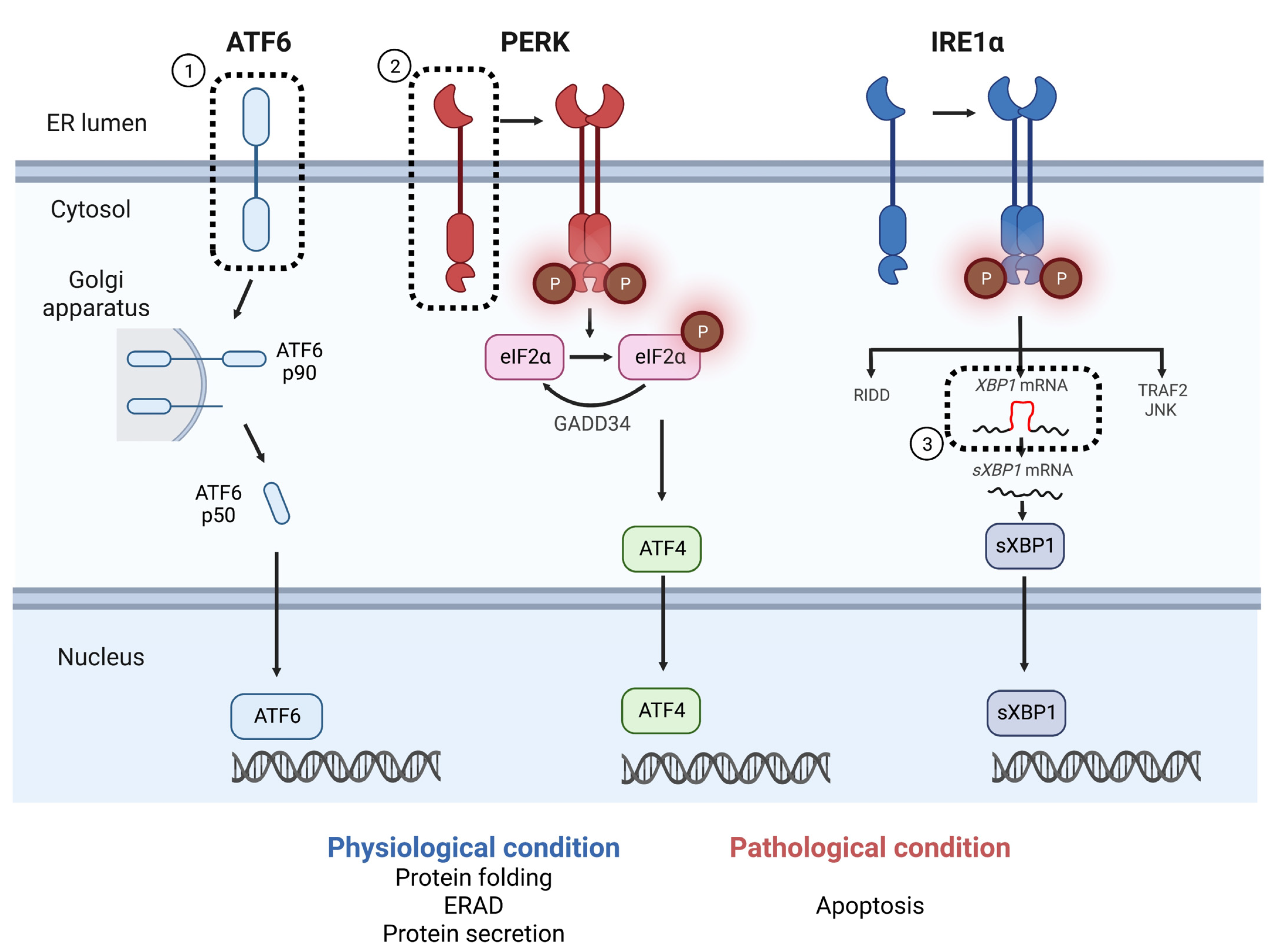 Ijms 24 00230 g001 Ijms 24 00230 g001