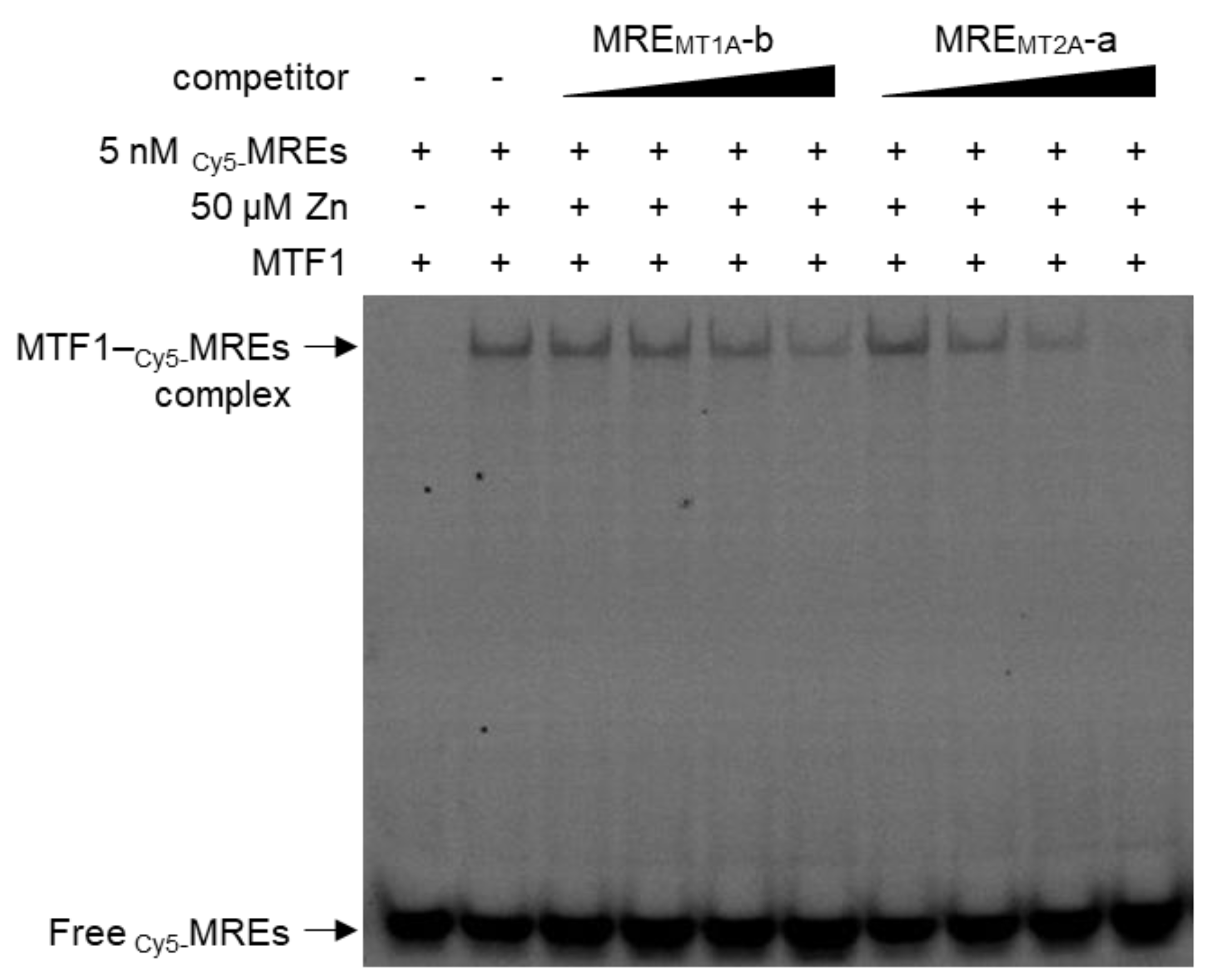 Ijms 24 00283 g005