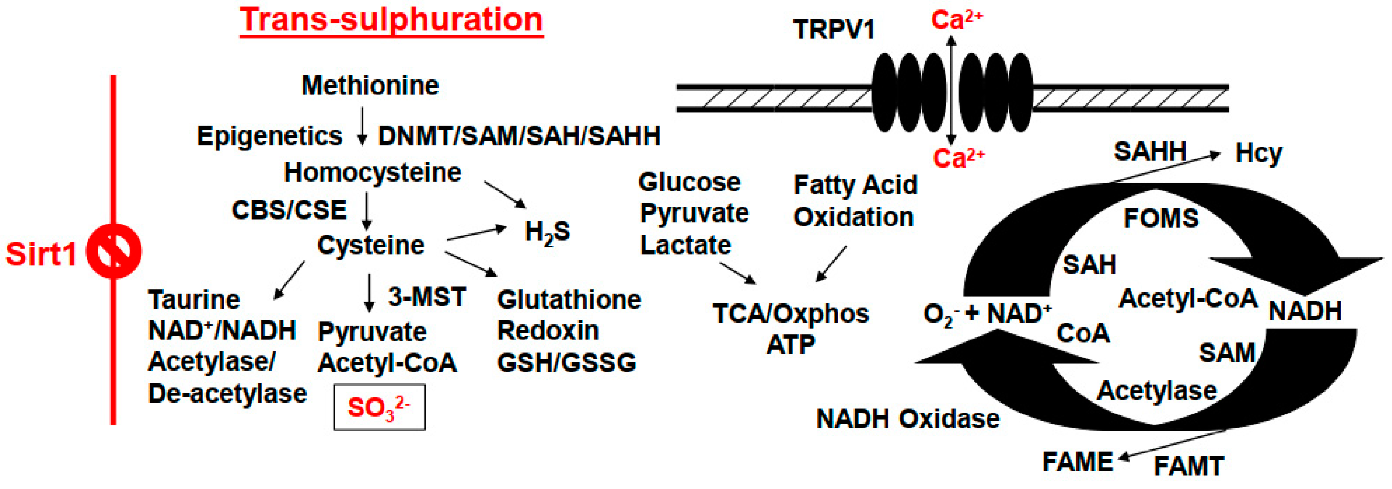 Ijms 24 00287 g003 Ijms 24 00287 g003