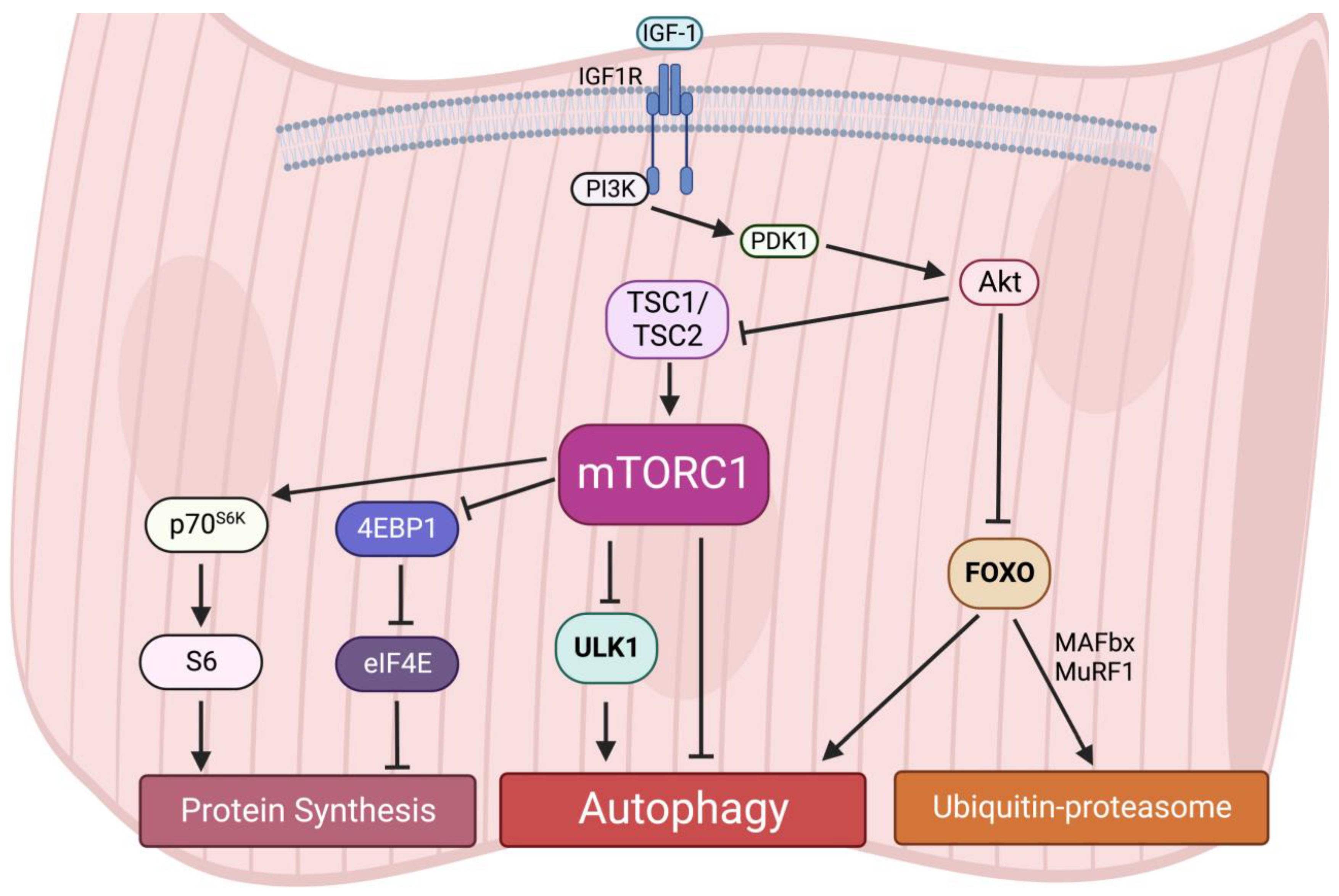 Ijms 24 00297 g003 Ijms 24 00297 g003