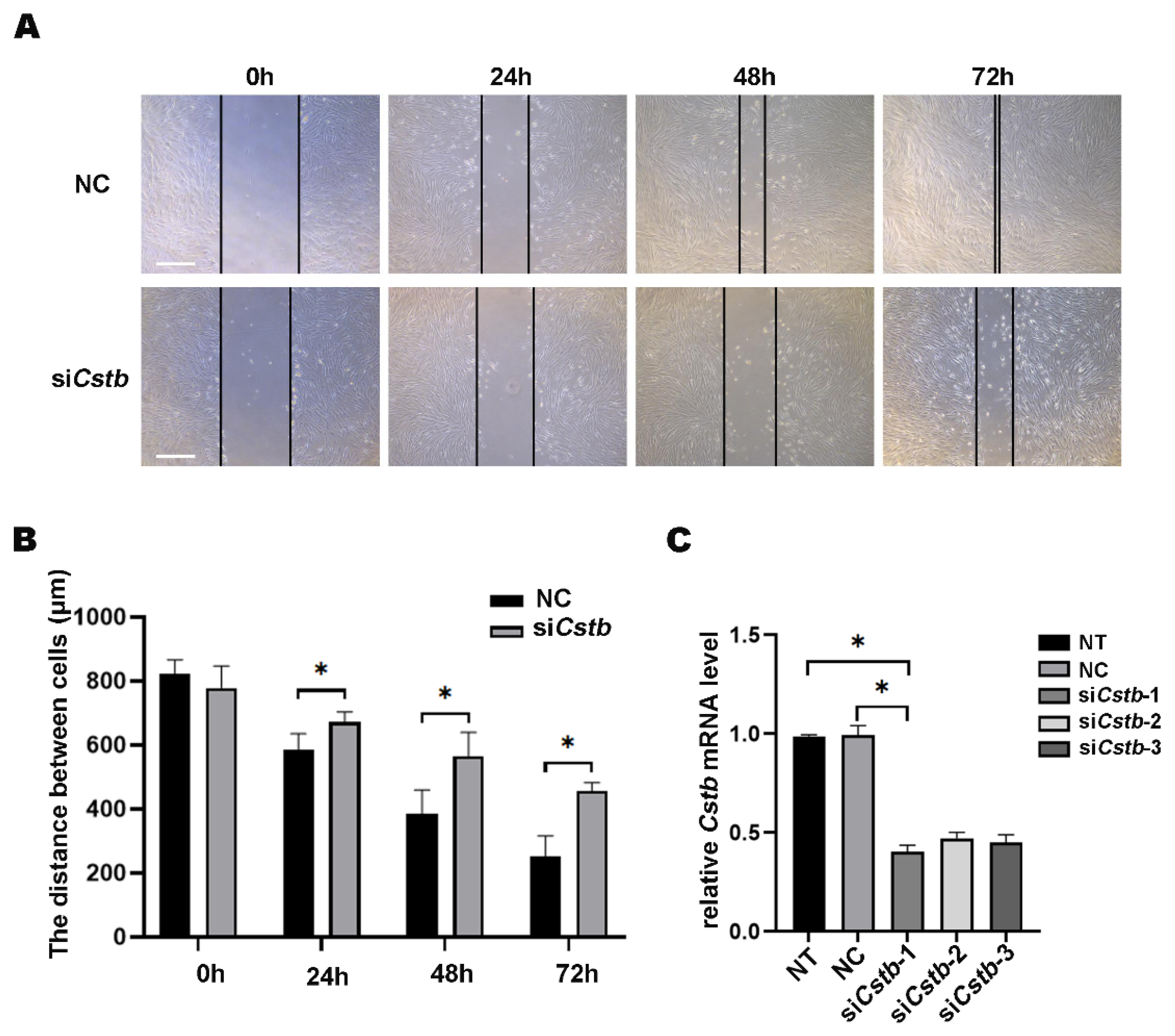 Ijms 24 00302 g004 Ijms 24 00302 g004