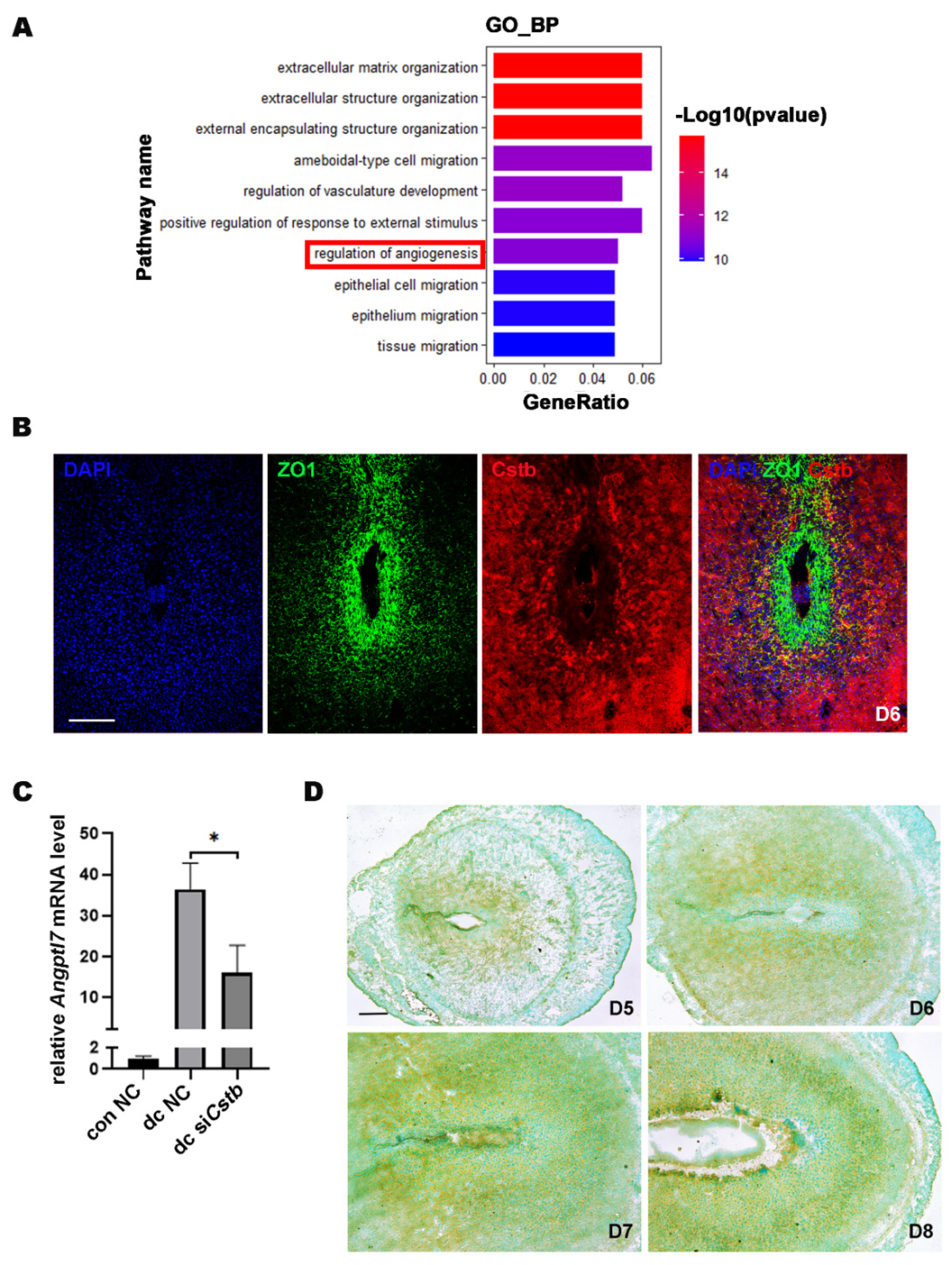 Ijms 24 00302 g007 Ijms 24 00302 g007