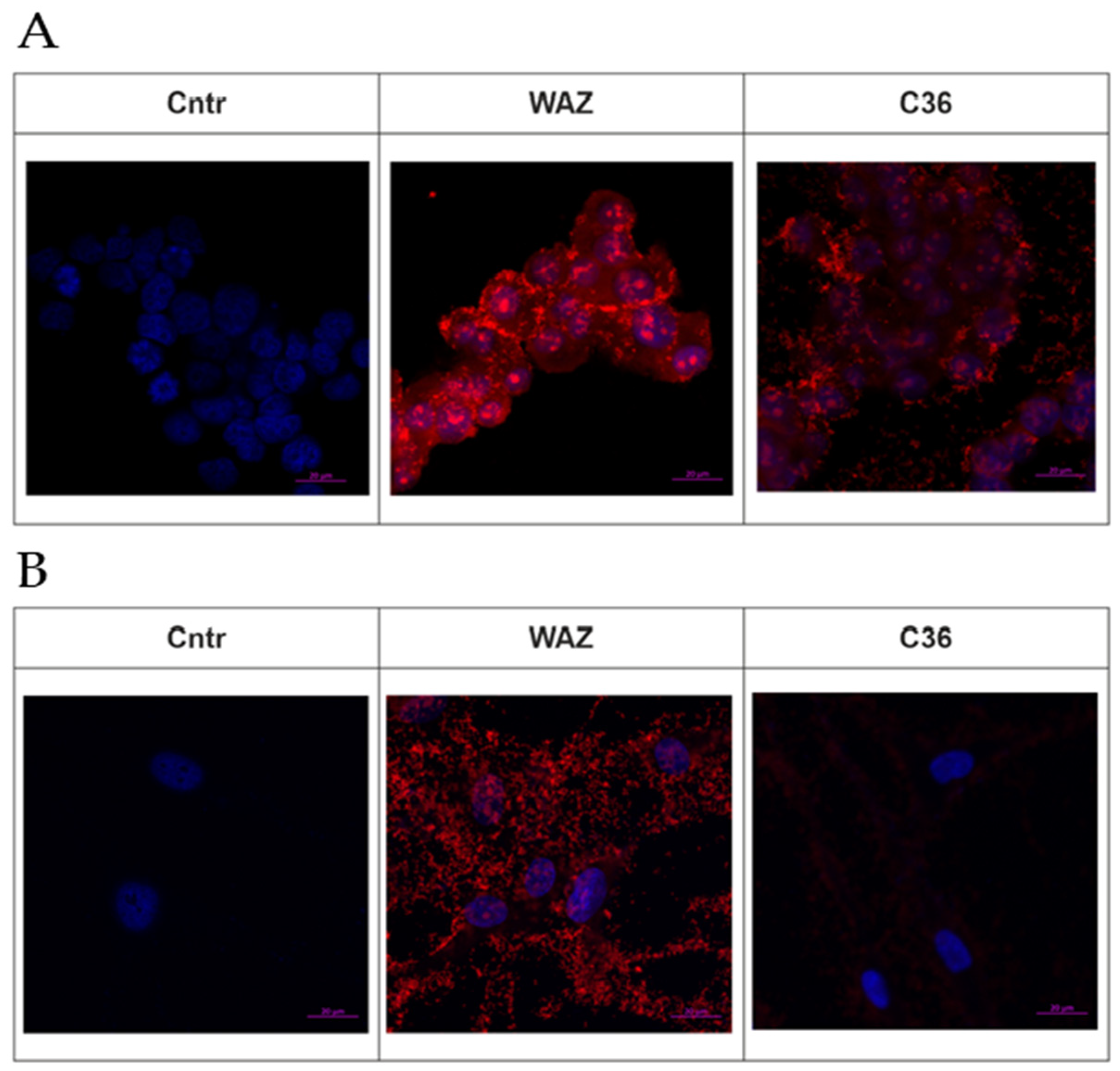 Ijms 24 00306 g001 Ijms 24 00306 g001