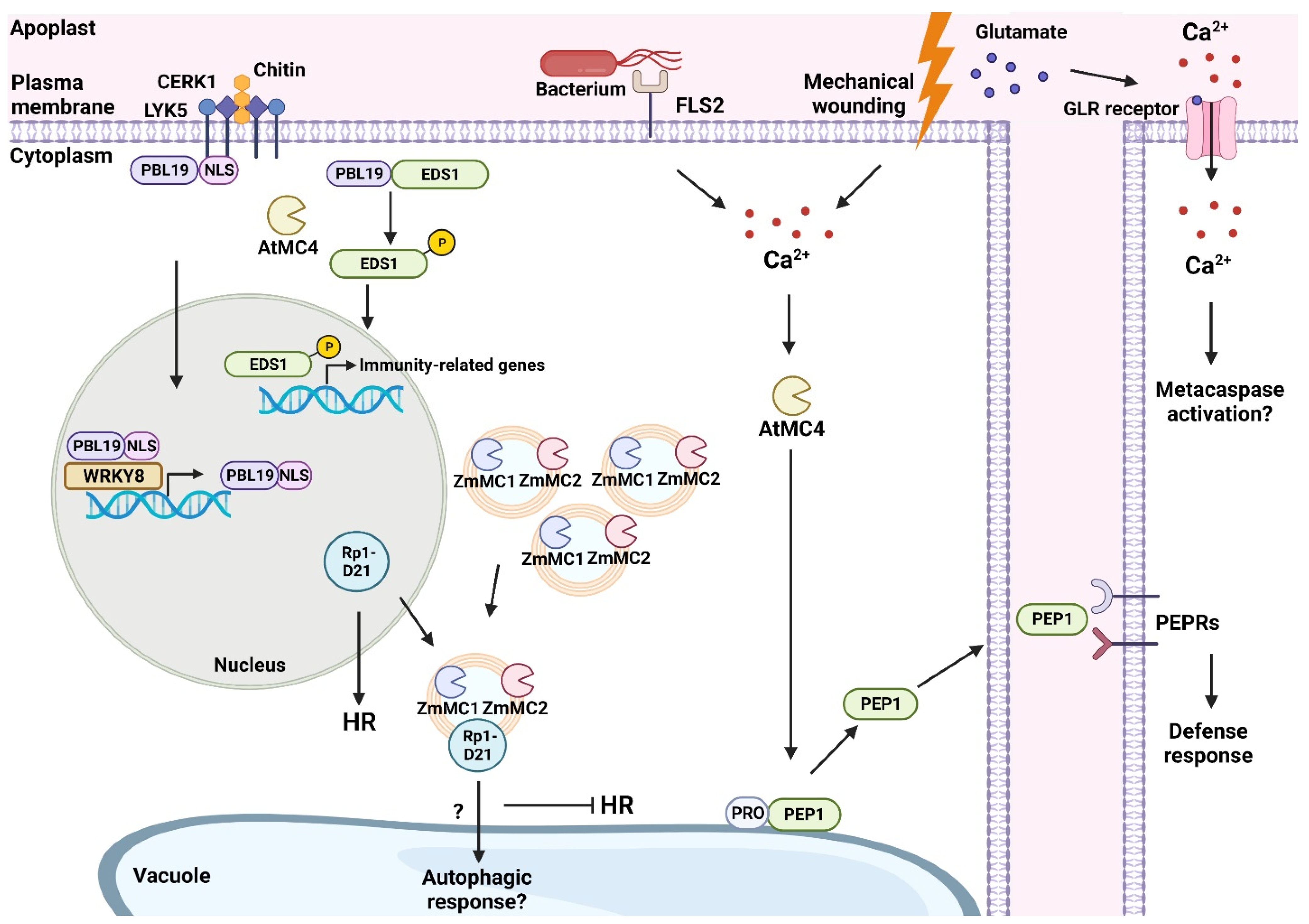 Ijms 24 00312 g002 Ijms 24 00312 g002