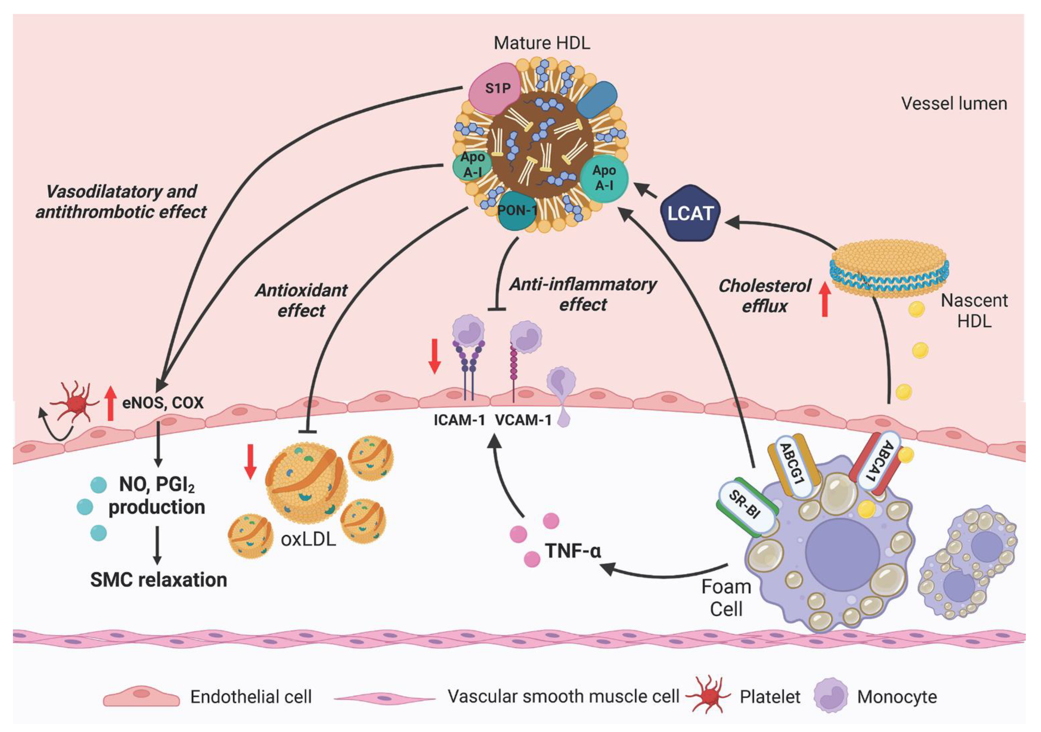 Ijms 24 00317 g003 Ijms 24 00317 g003