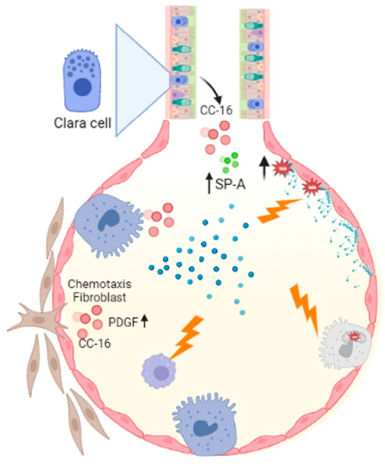 Alveolar Surfactant And Surface Tension alveolar-surfactant-and-surface-tension