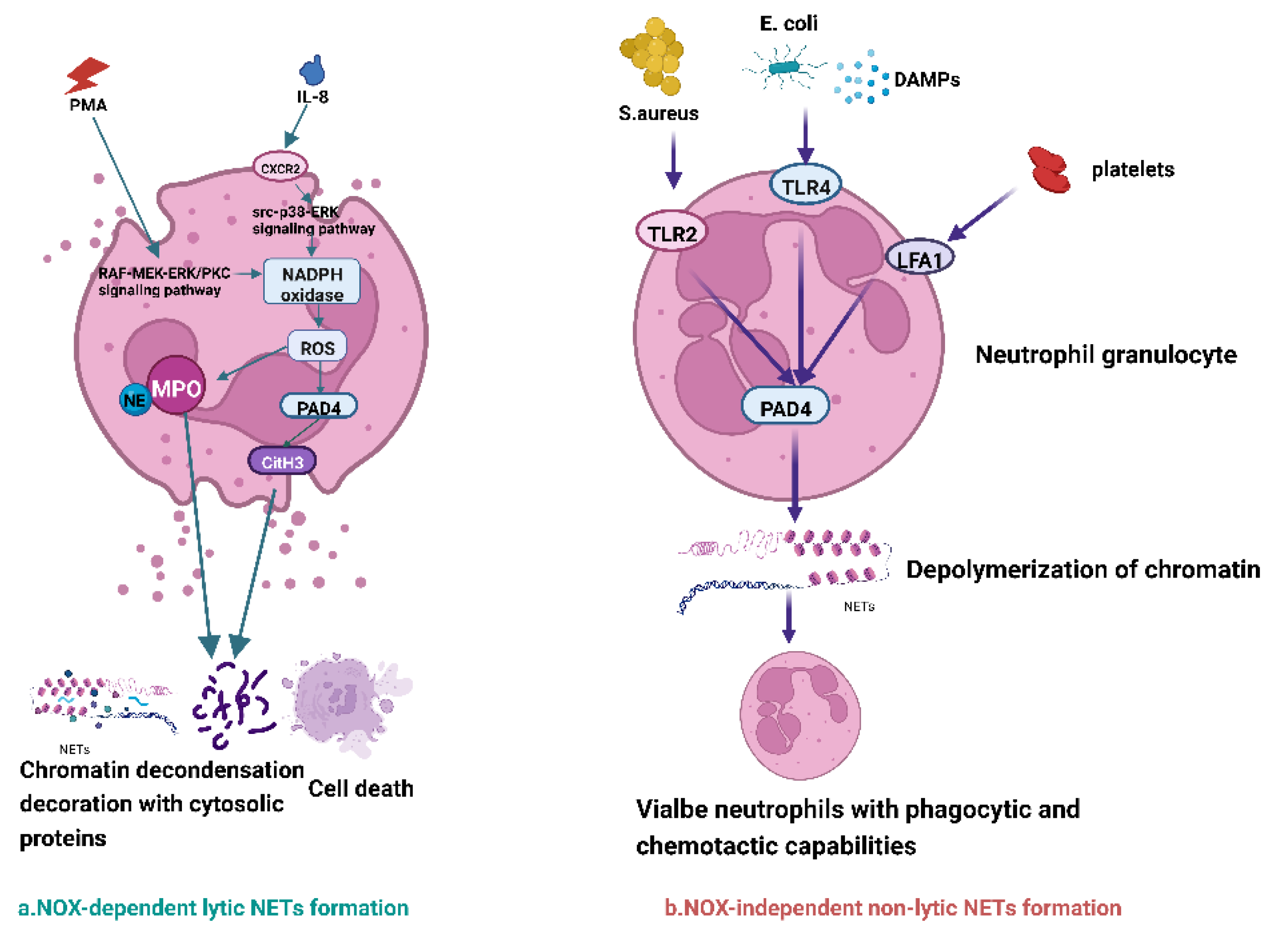 IJMS Free FullText Emerging Role of Neutrophil Extracellular Traps