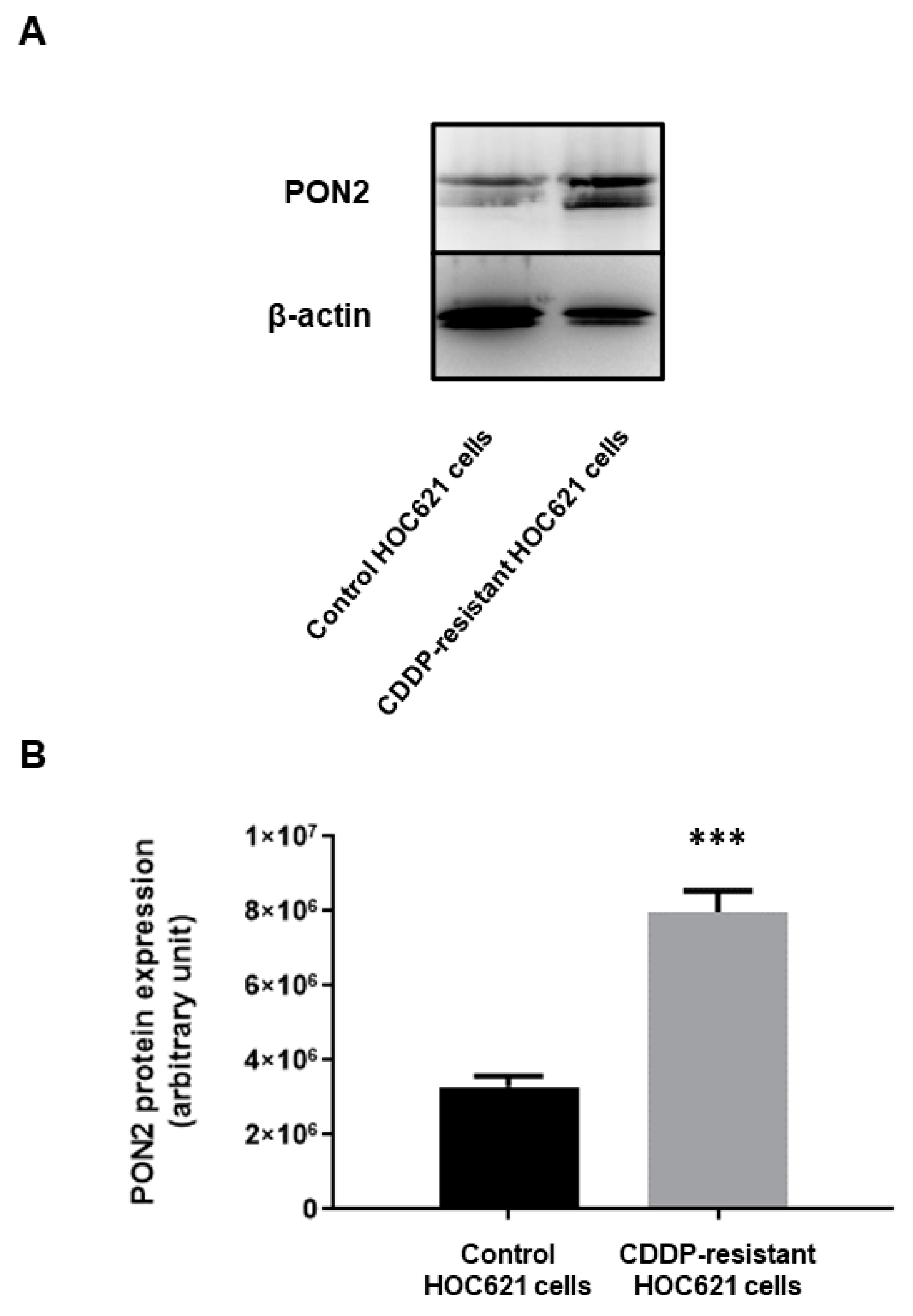 Ijms 24 00338 g007 Ijms 24 00338 g007