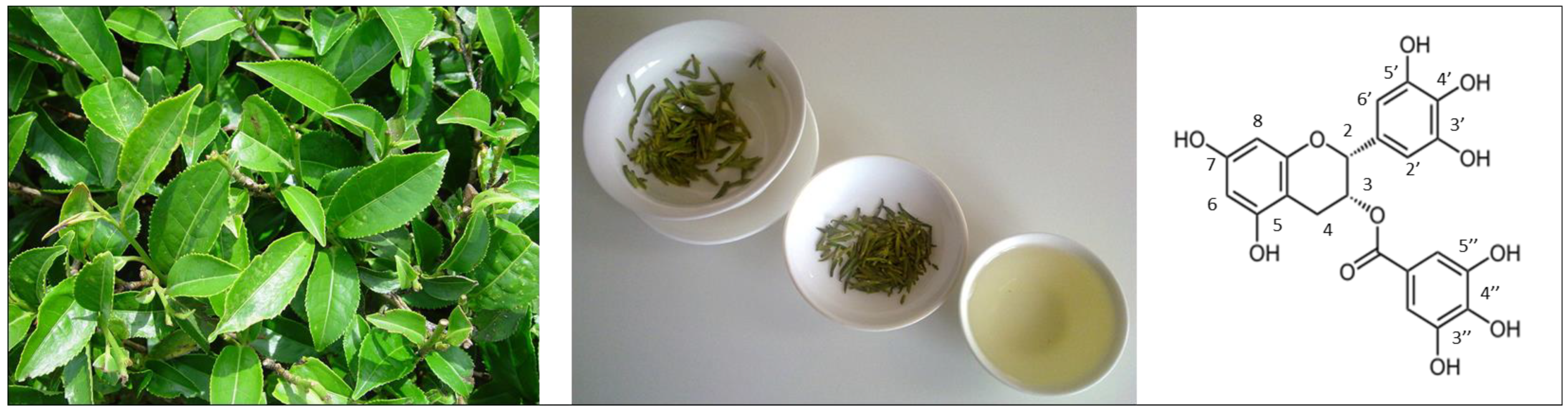 Therapeutic Effects of Green Tea Polyphenol  (‒)-Epigallocatechin-3-Gallate (EGCG) in Relation to Molecular  Pathways Controlling Inflammation, Oxidative Stress, and Apoptosis