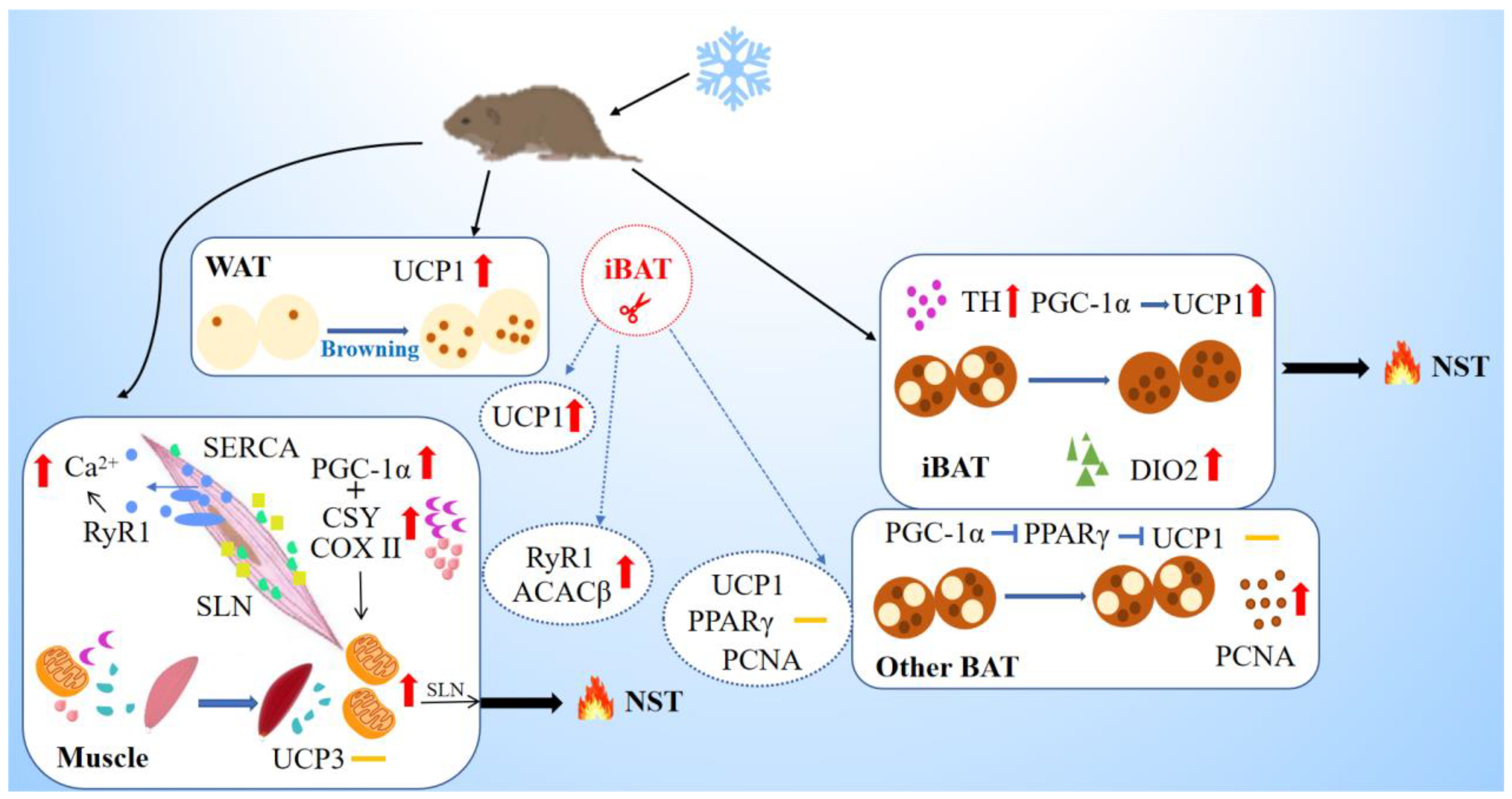 Ijms 24 00342 g006 Ijms 24 00342 g006