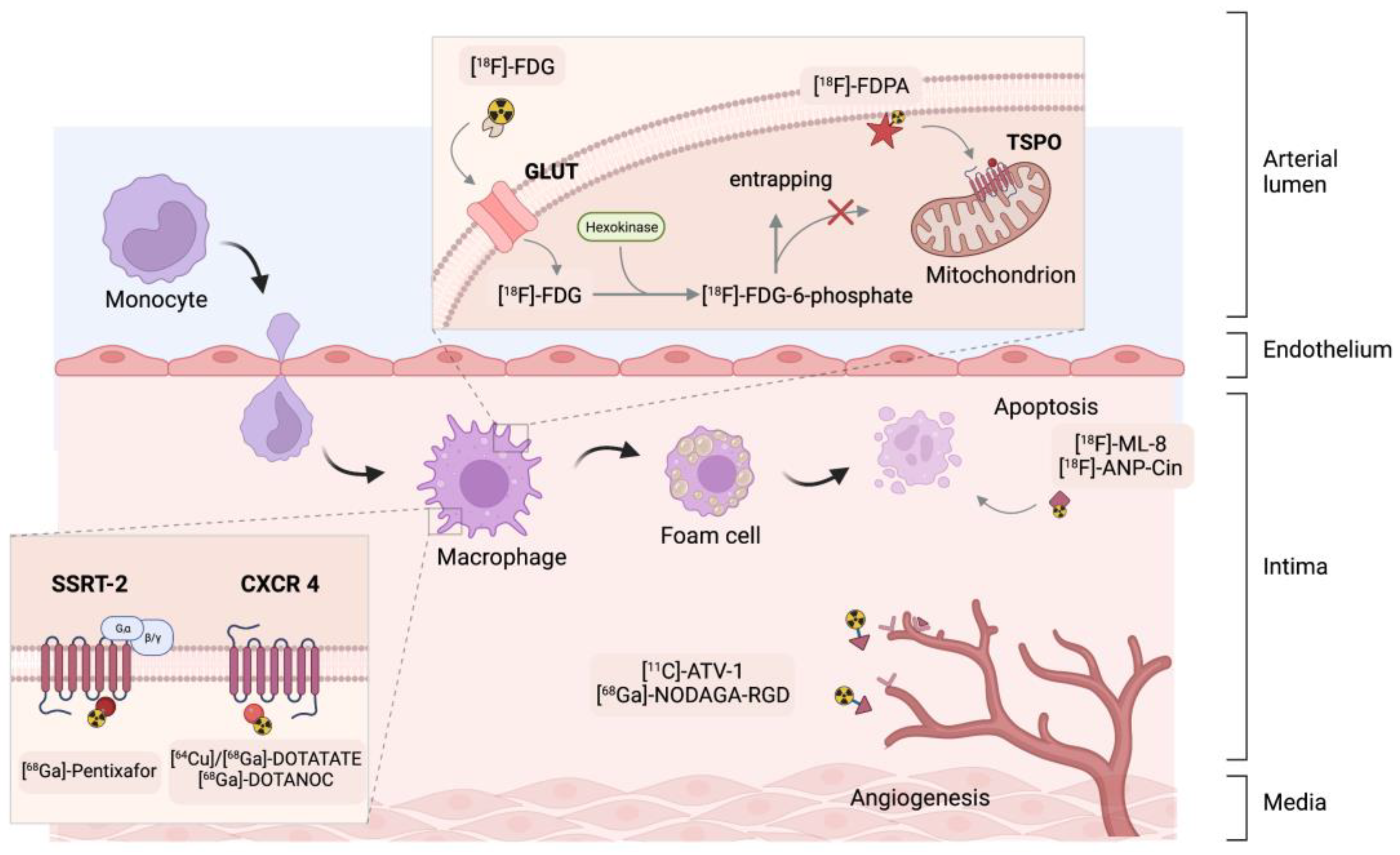 Ijms 24 00353 g002 Ijms 24 00353 g002