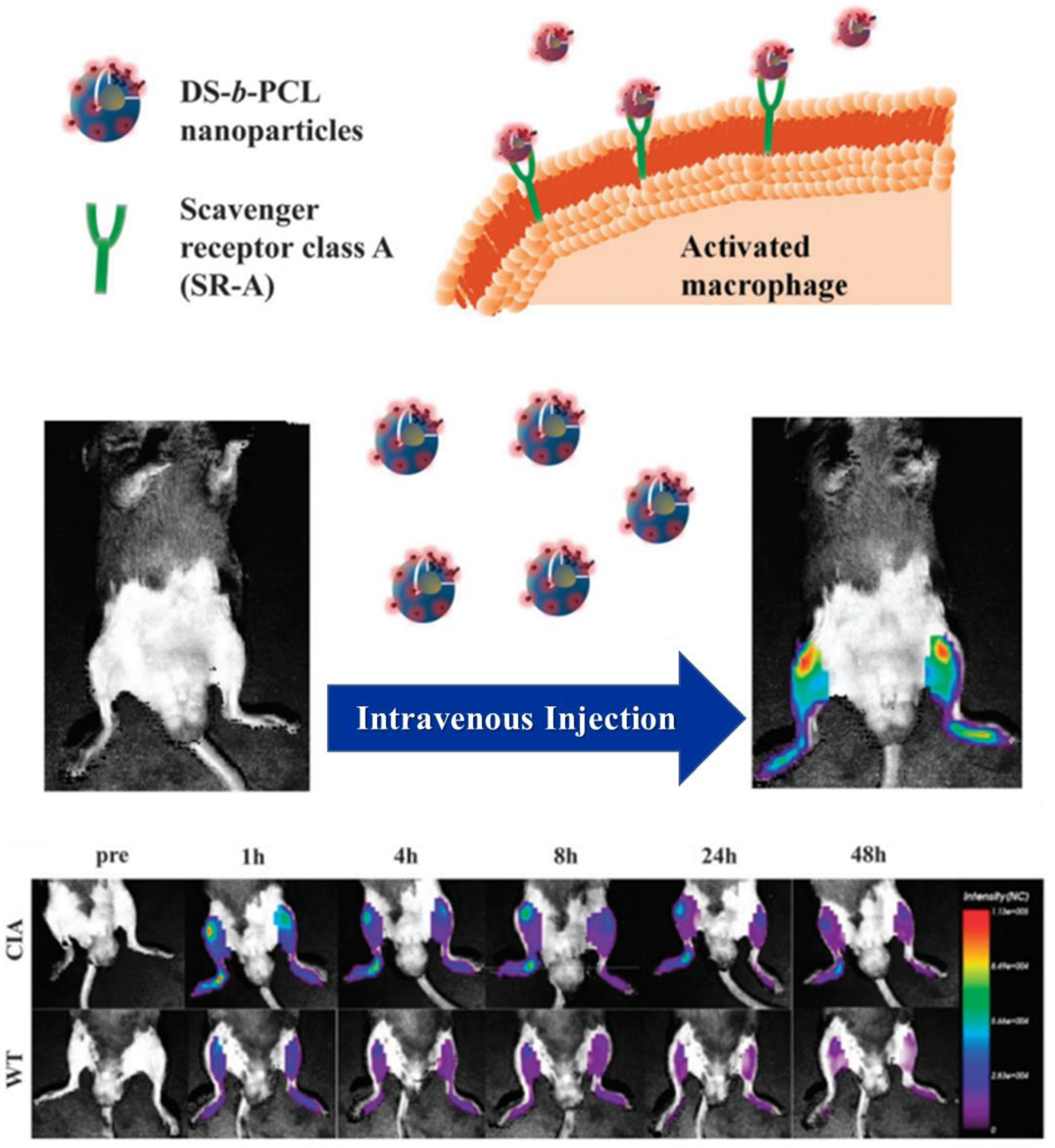 洋書 BIOREVERSIBLE CARRIERS IN DRUG DESIGN 洋書 BIOREVERSIBLE CARRIERS IN DRUG DESIGN Bioreversible