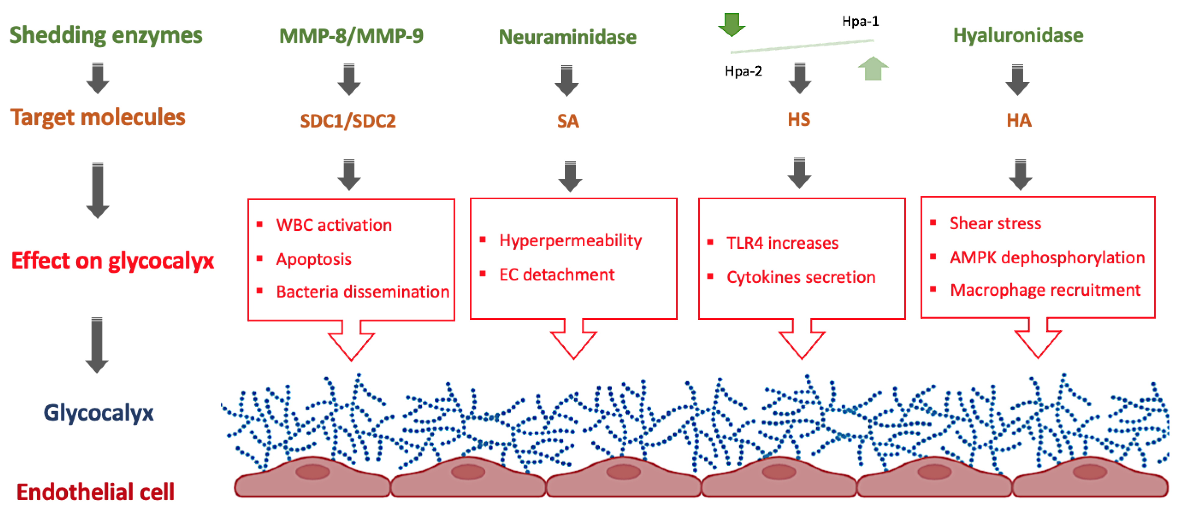 The Endothelial Glycocalyx and Neonatal Sepsis
