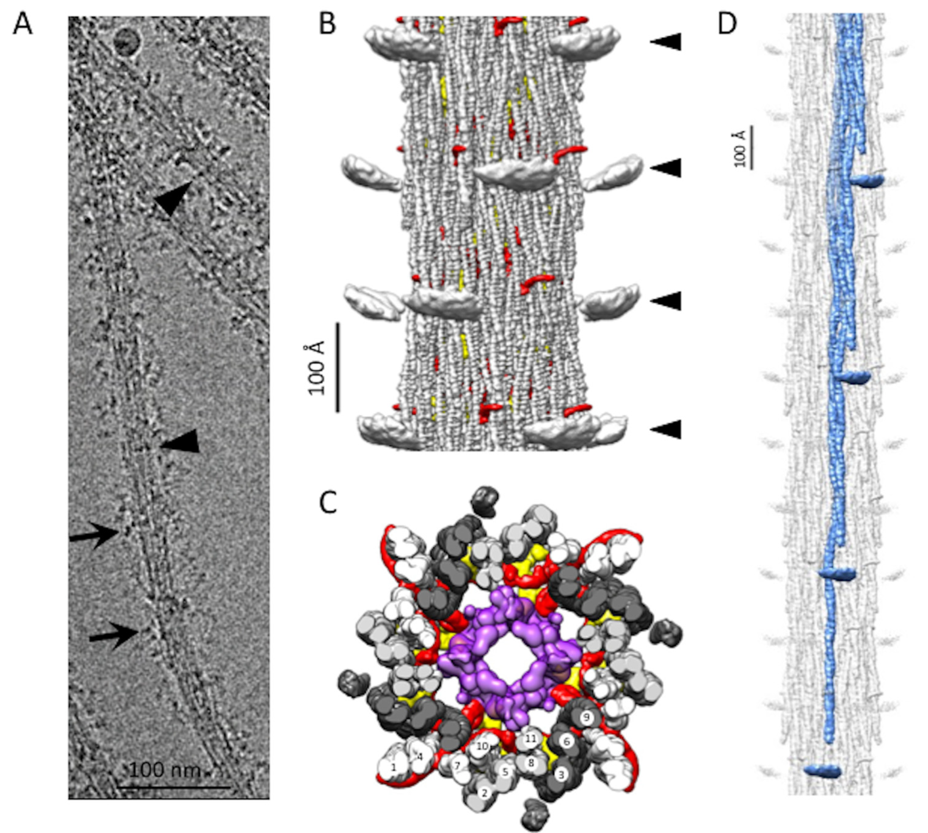 IJMS | Free Full-Text | Structure of the Flight Muscle Thick Filament from  the Bumble Bee, Bombus ignitus, at 6 Å Resolution
